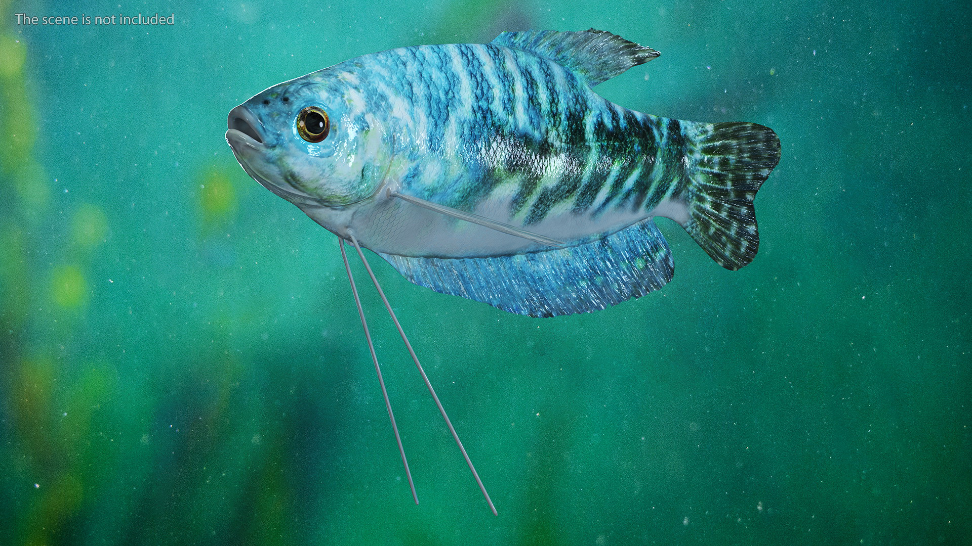 Blue Opaline Gourami Fish Rigged 3D
