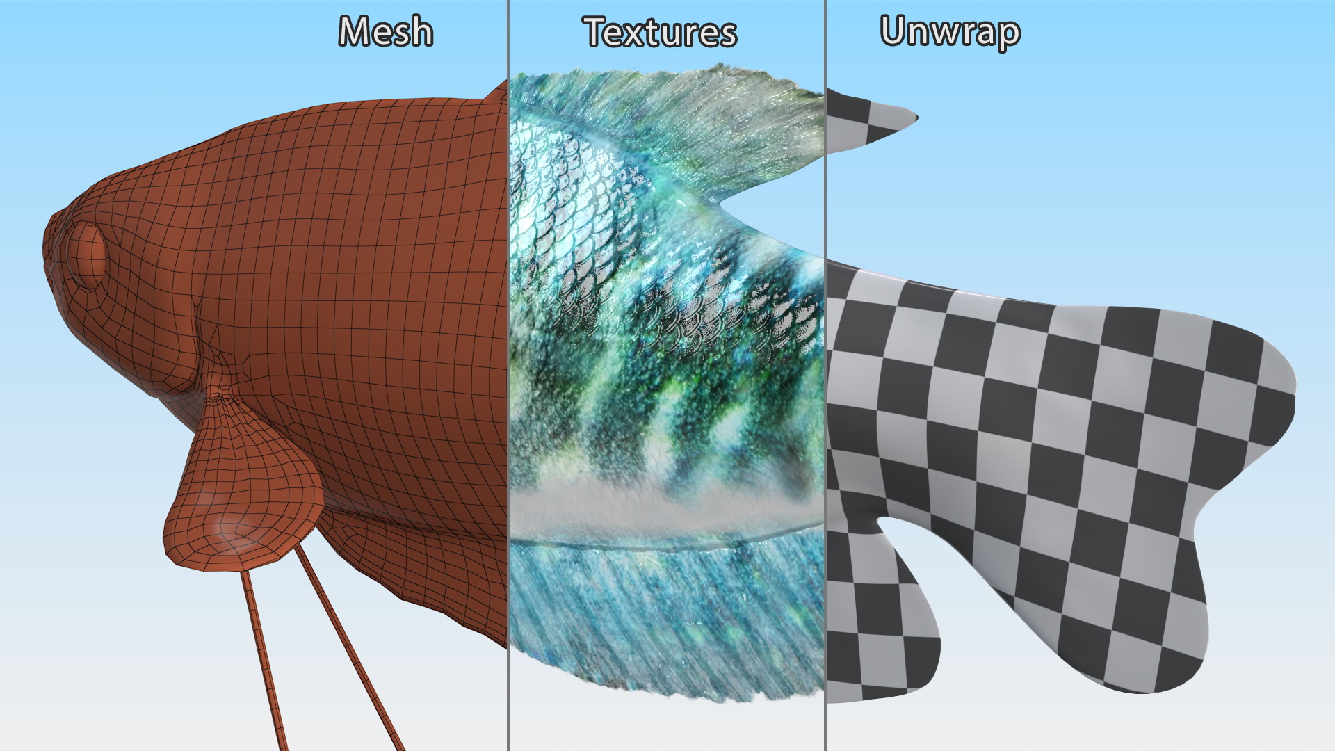 Blue Opaline Gourami Fish Rigged 3D