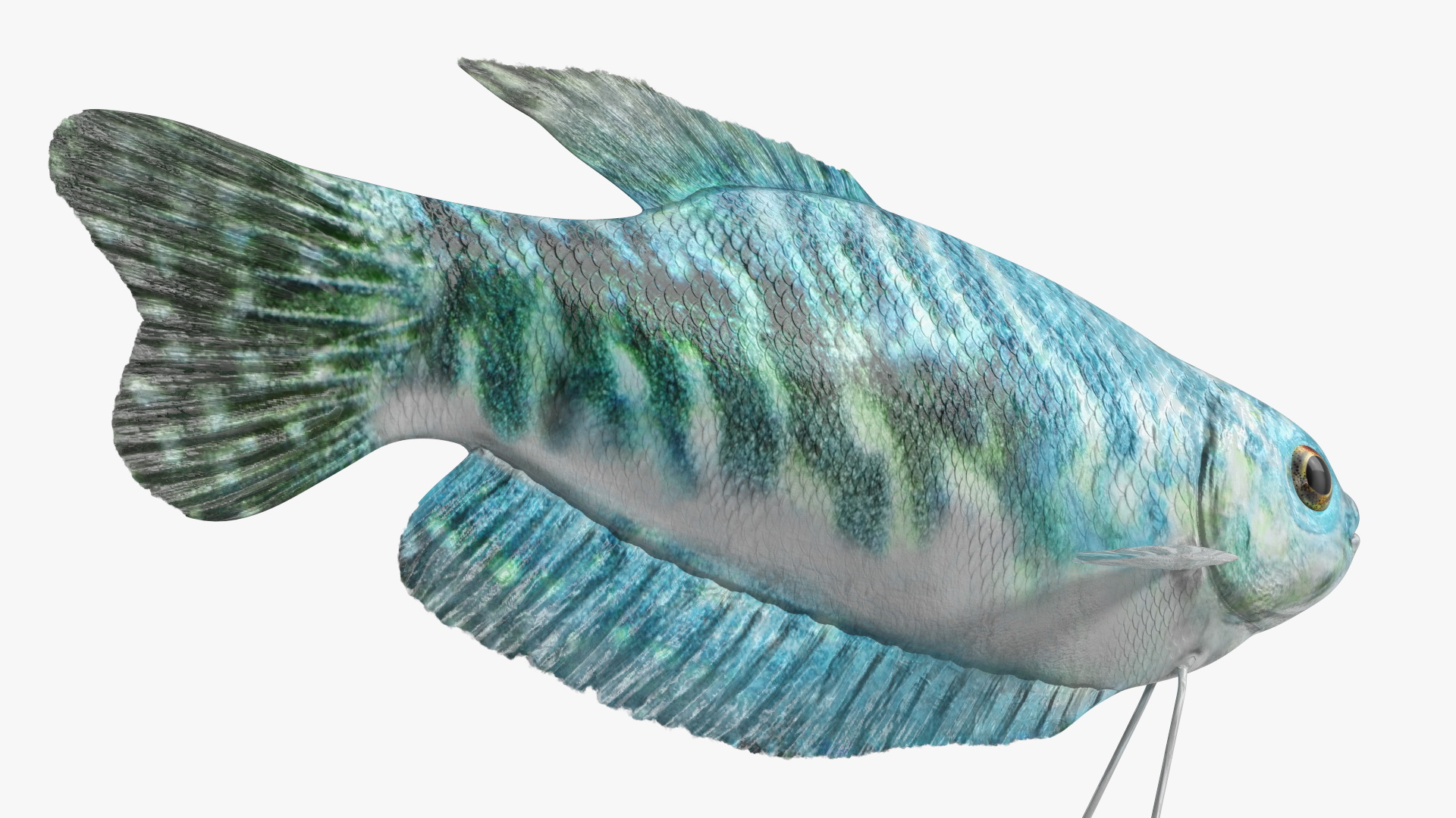 Blue Opaline Gourami Fish Rigged 3D