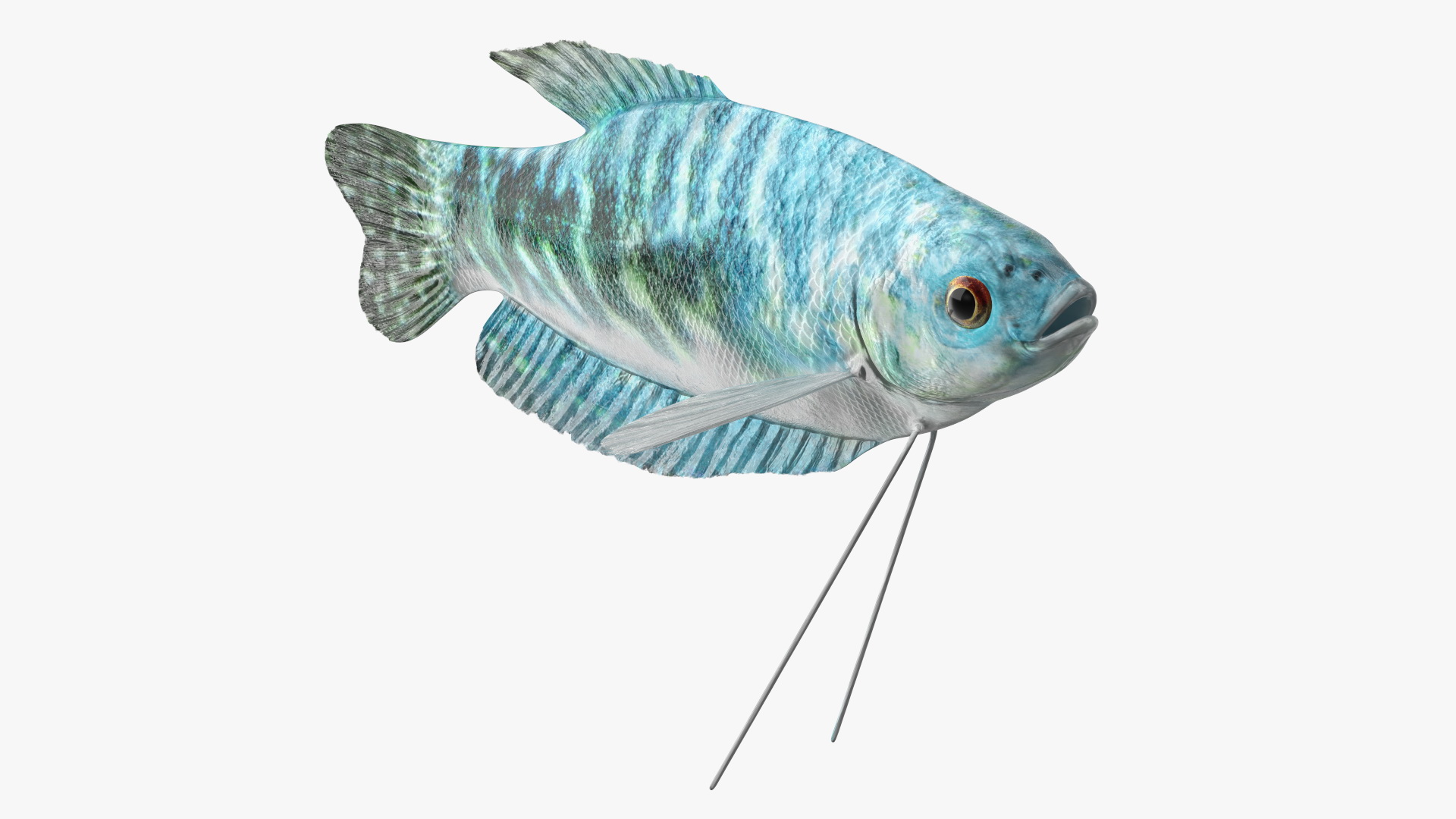 Blue Opaline Gourami Fish Rigged 3D