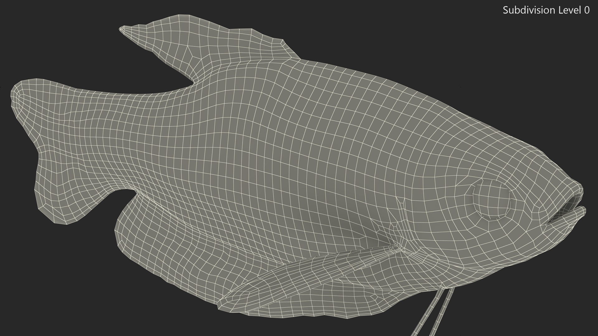 Blue Opaline Gourami Fish Rigged 3D