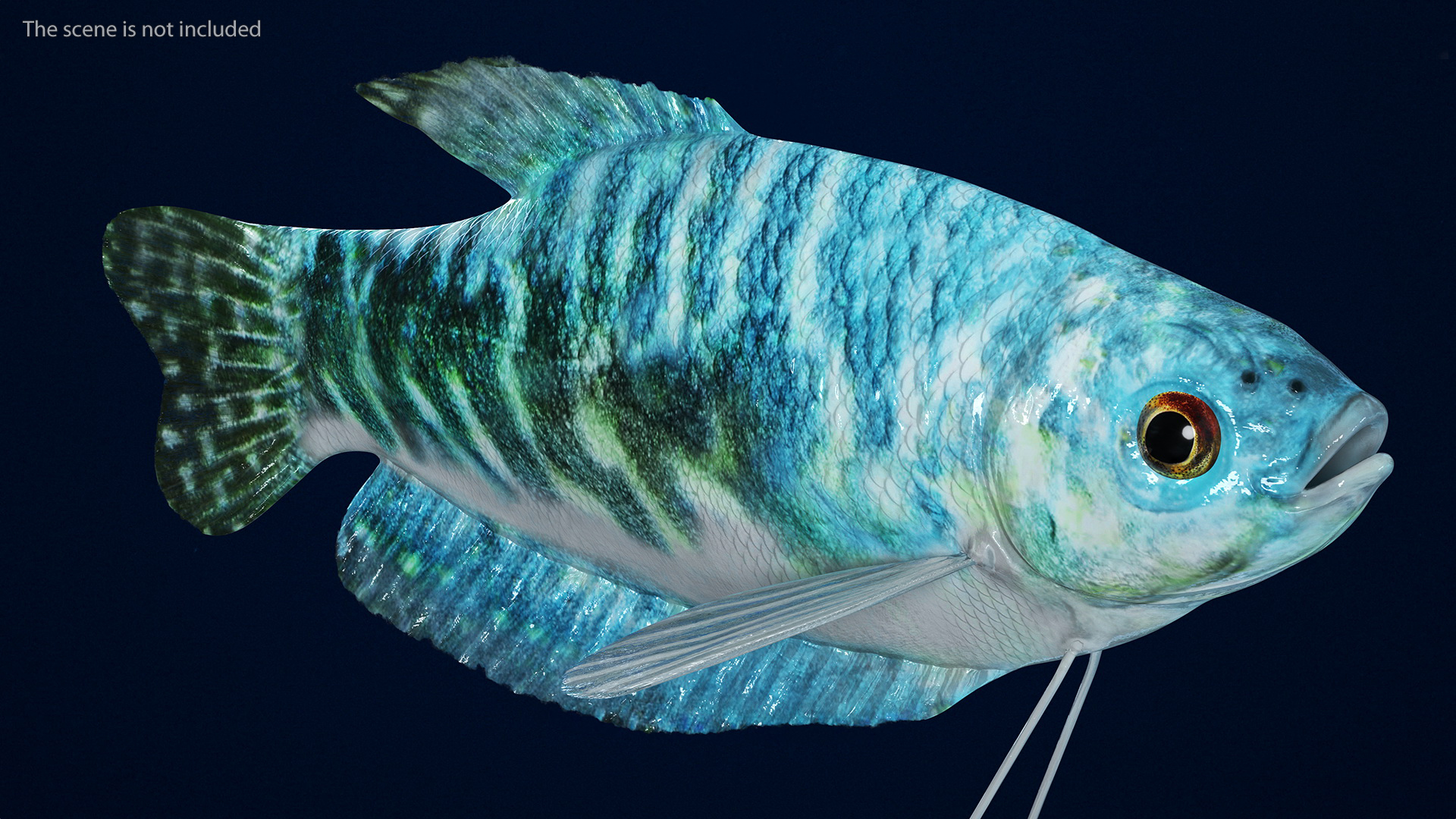 Blue Opaline Gourami Fish Rigged 3D