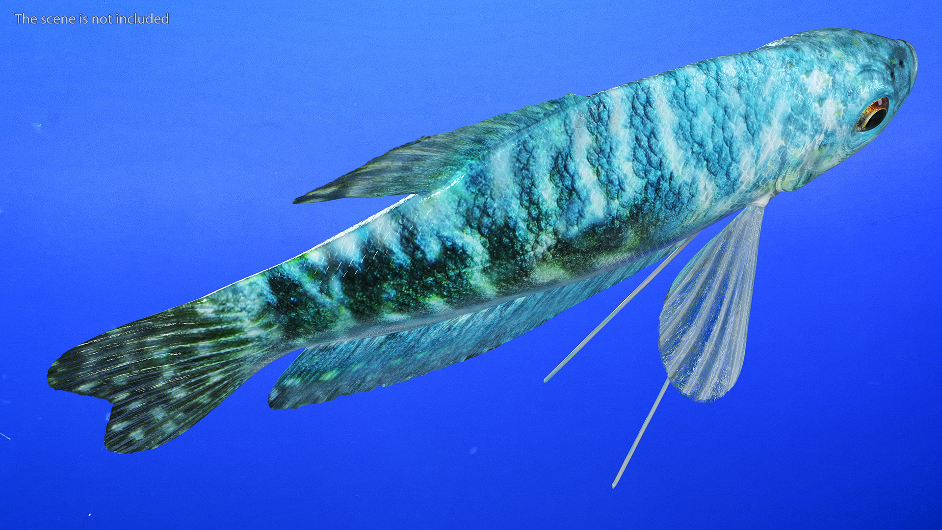 Blue Opaline Gourami Fish Rigged 3D