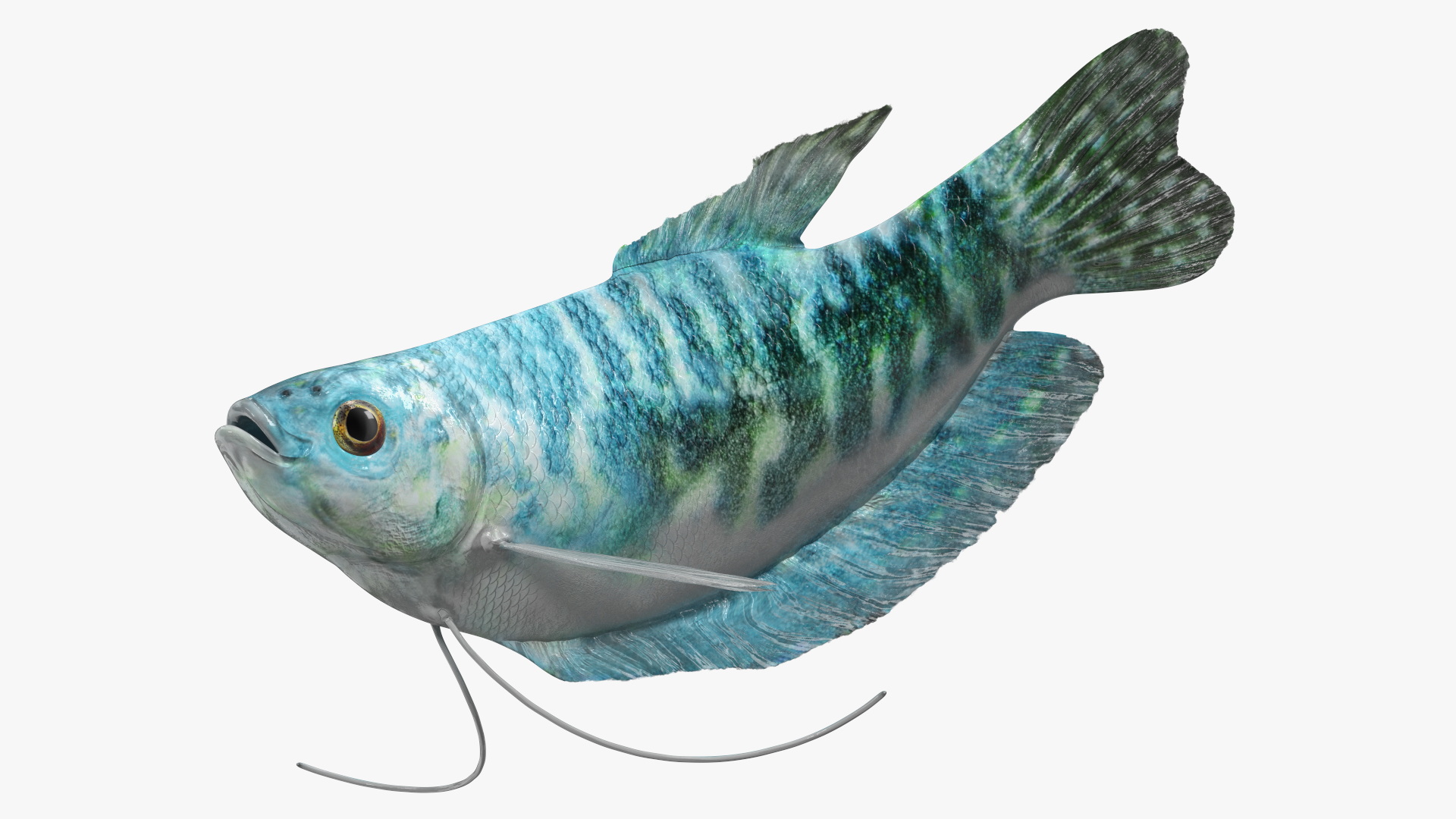 Blue Opaline Gourami Fish Rigged 3D