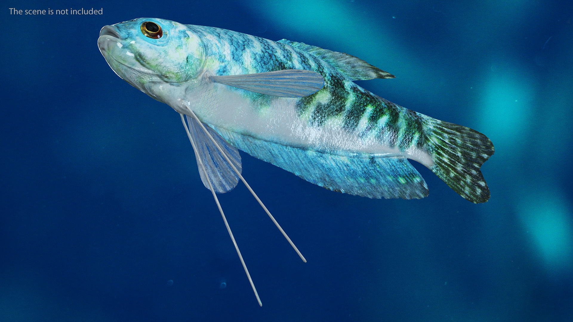 Blue Opaline Gourami Fish Rigged 3D