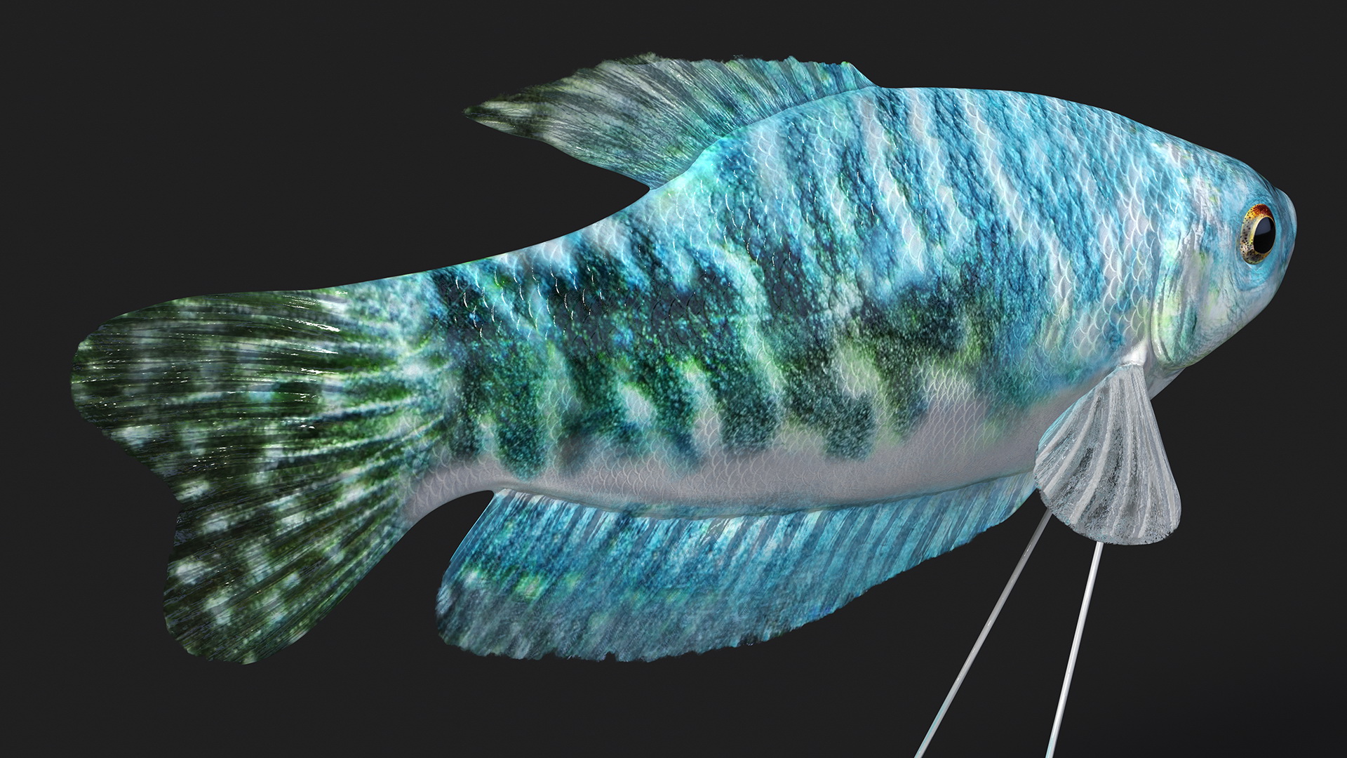 Blue Opaline Gourami Fish Rigged 3D