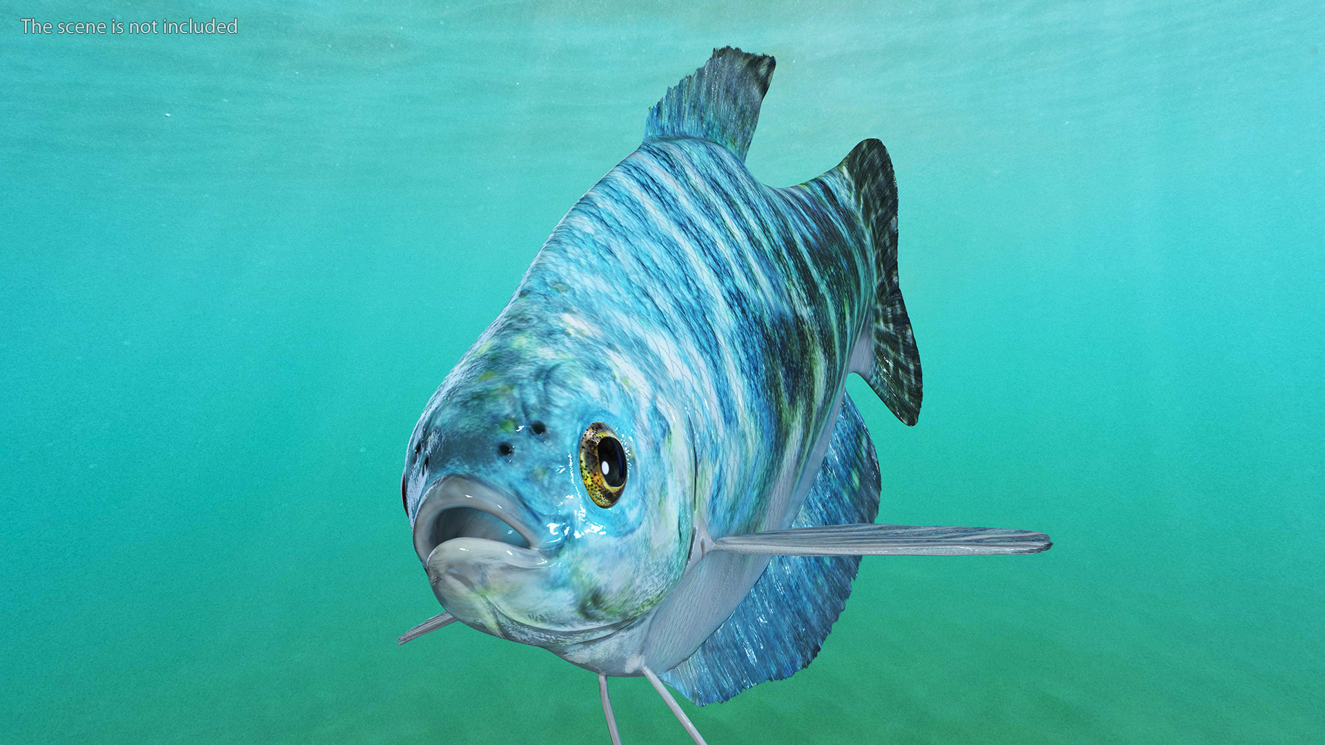 Blue Opaline Gourami Fish Rigged 3D