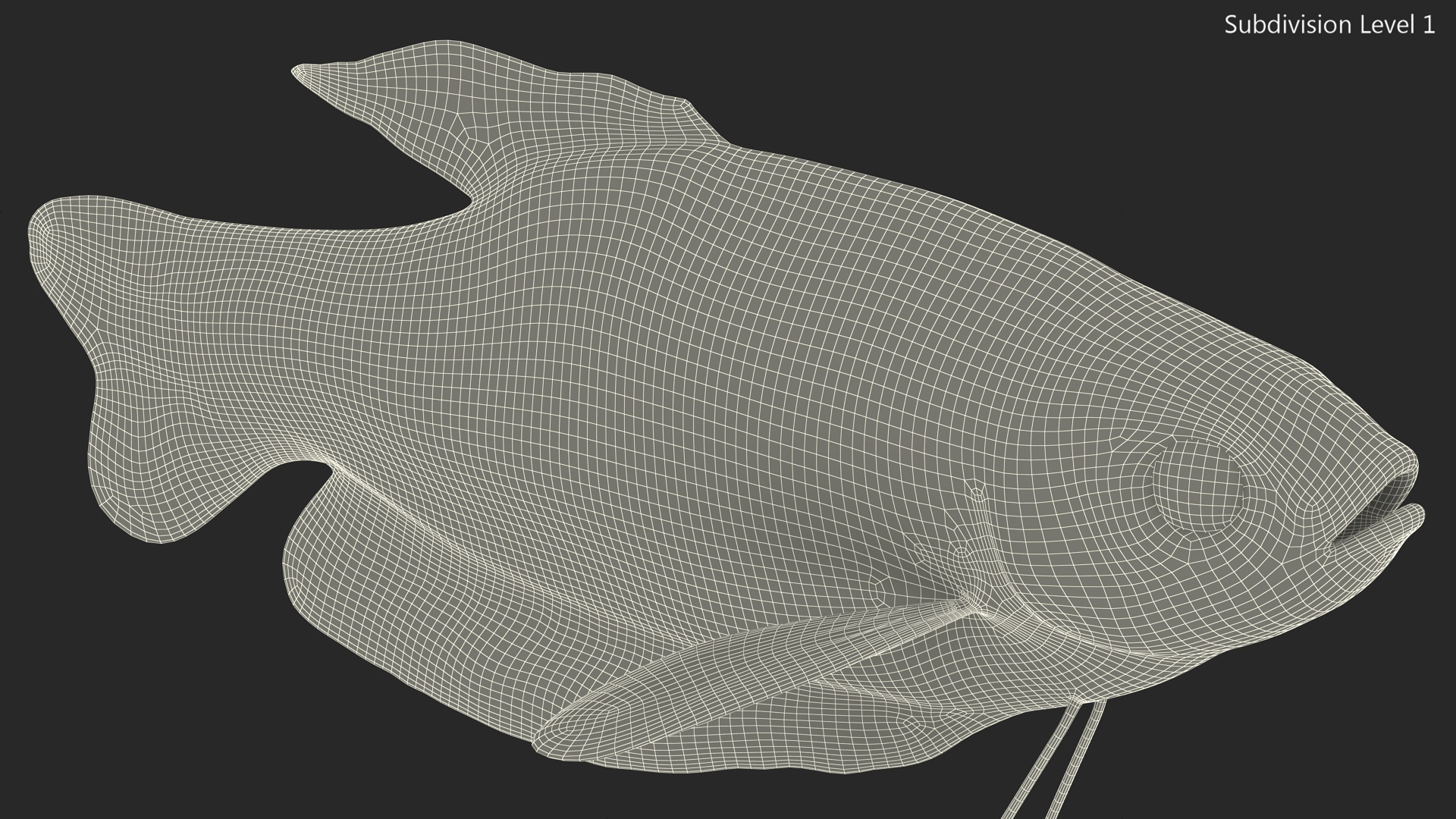 Blue Opaline Gourami Fish Rigged 3D