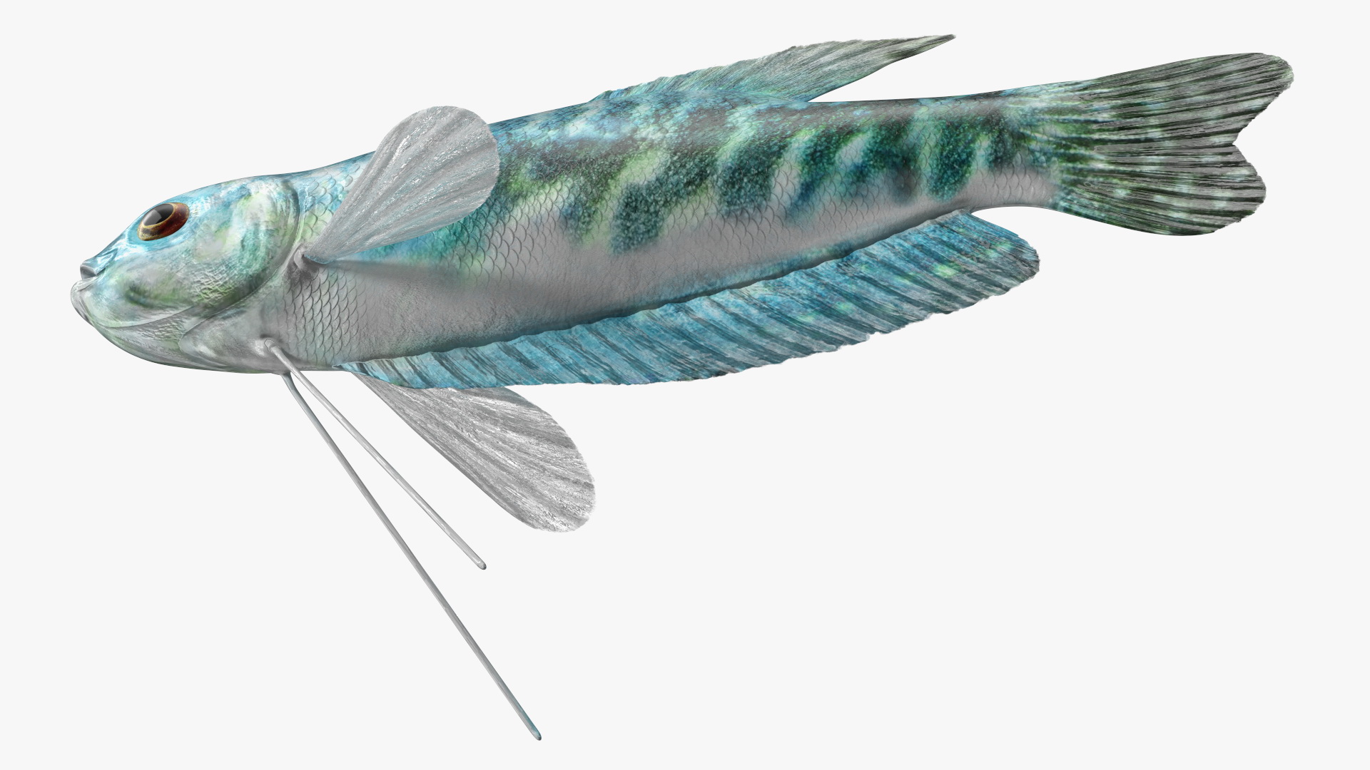 Blue Opaline Gourami Fish Rigged 3D