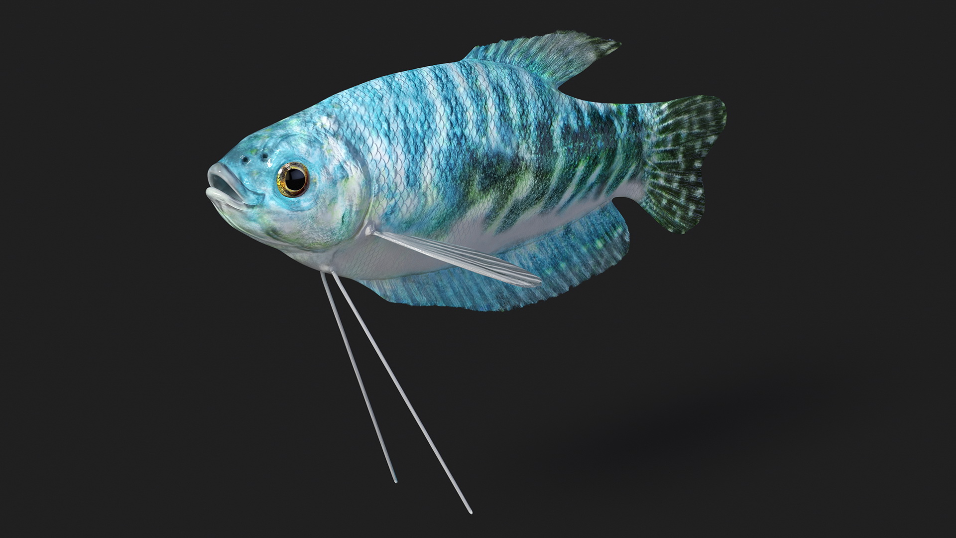 Blue Opaline Gourami Fish Rigged 3D