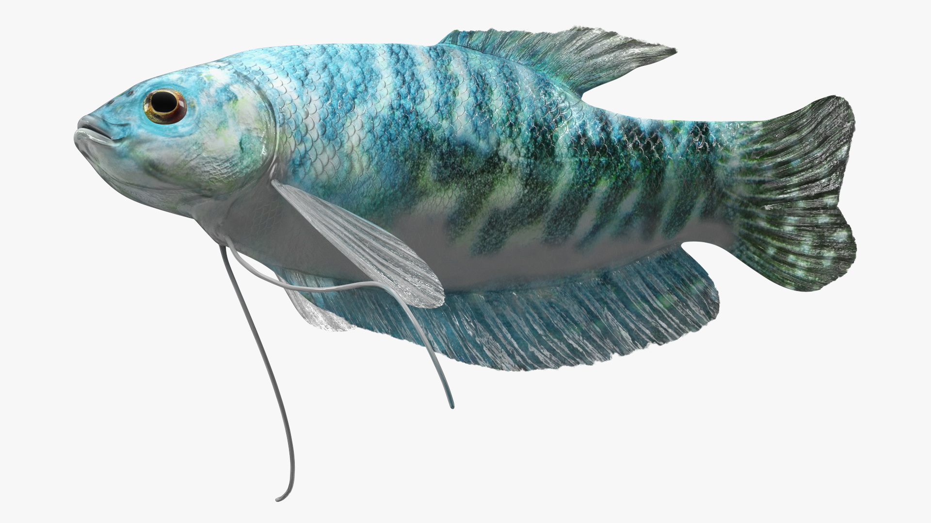 Blue Opaline Gourami Fish Rigged 3D