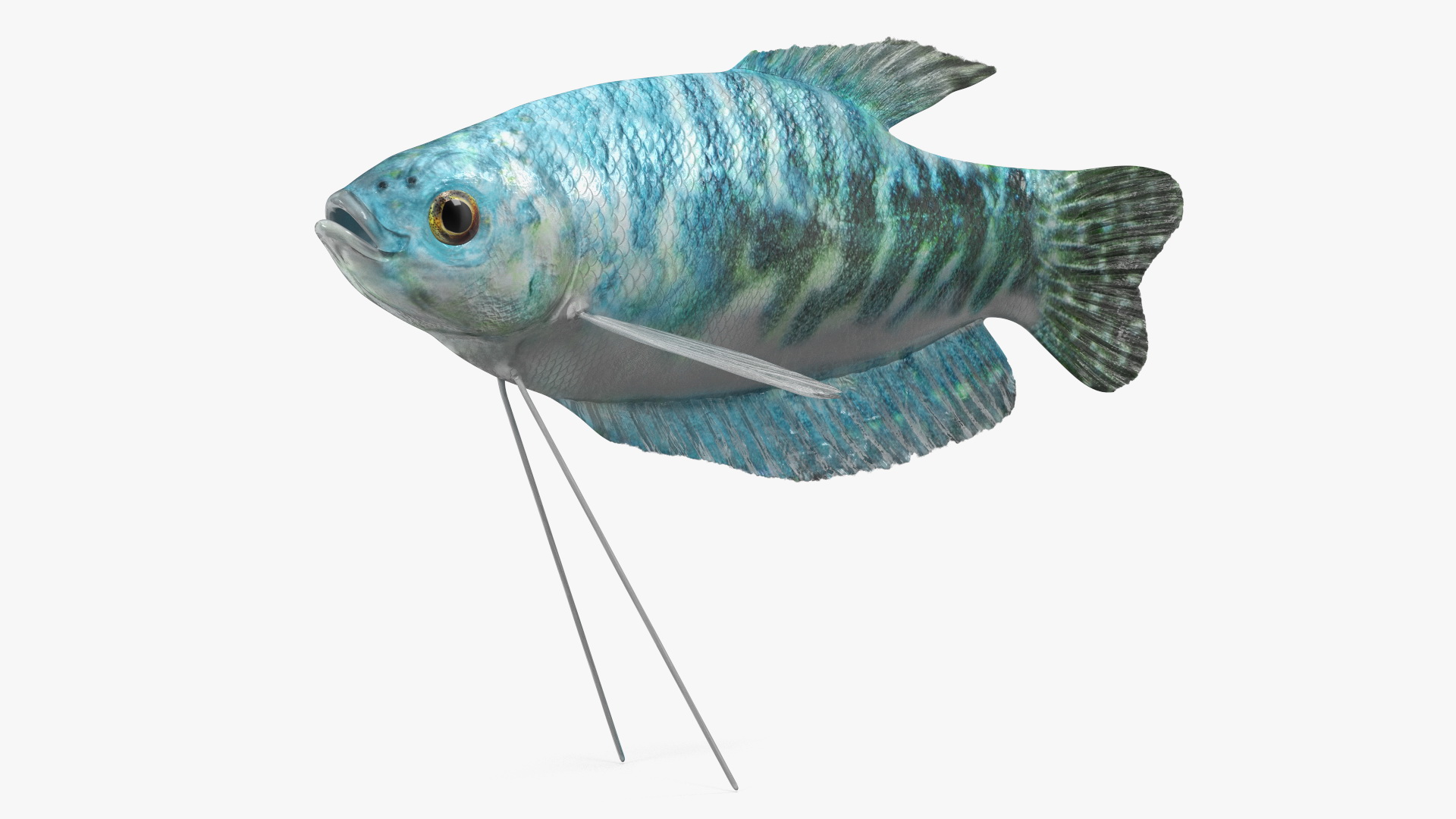 Blue Opaline Gourami Fish Rigged 3D