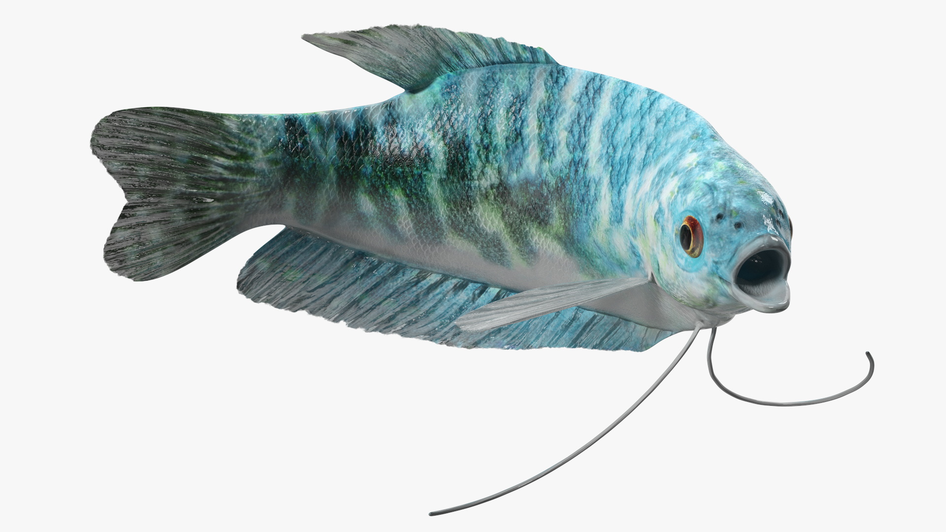 Blue Opaline Gourami Fish Rigged 3D