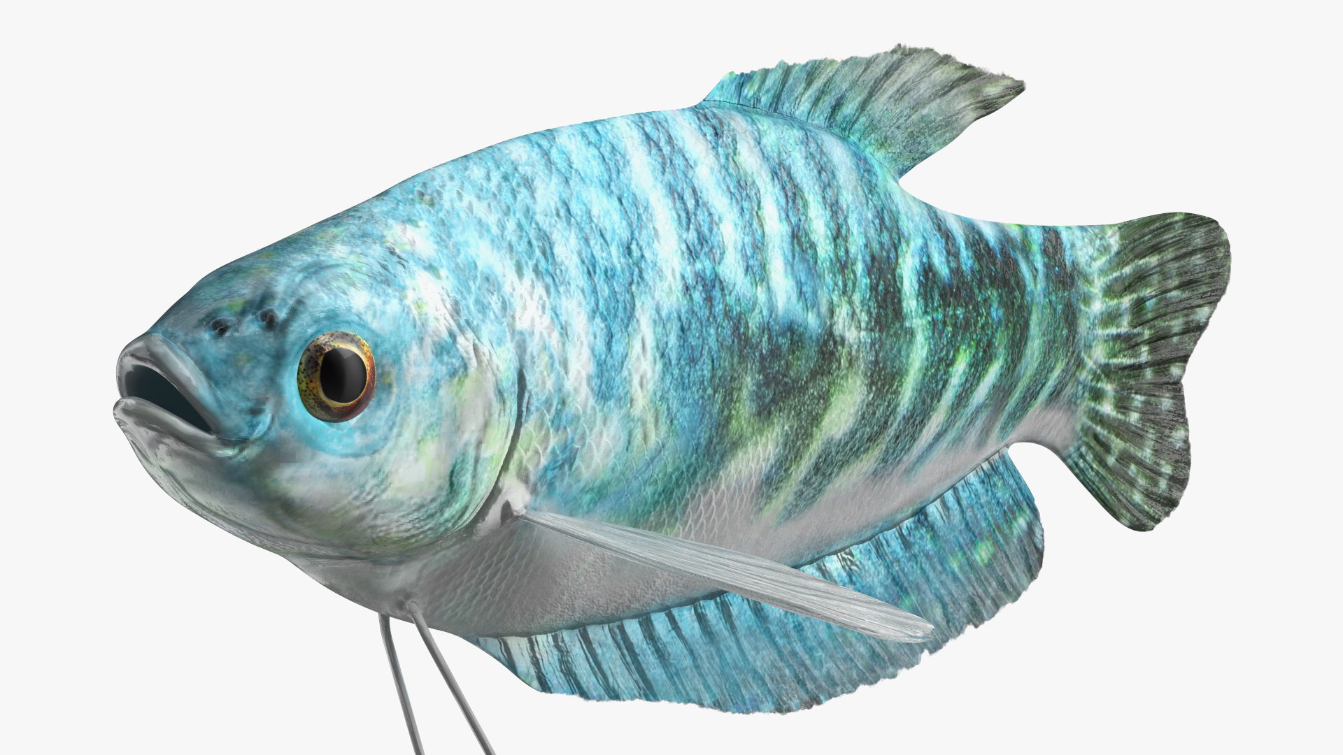 Blue Opaline Gourami Fish Rigged 3D