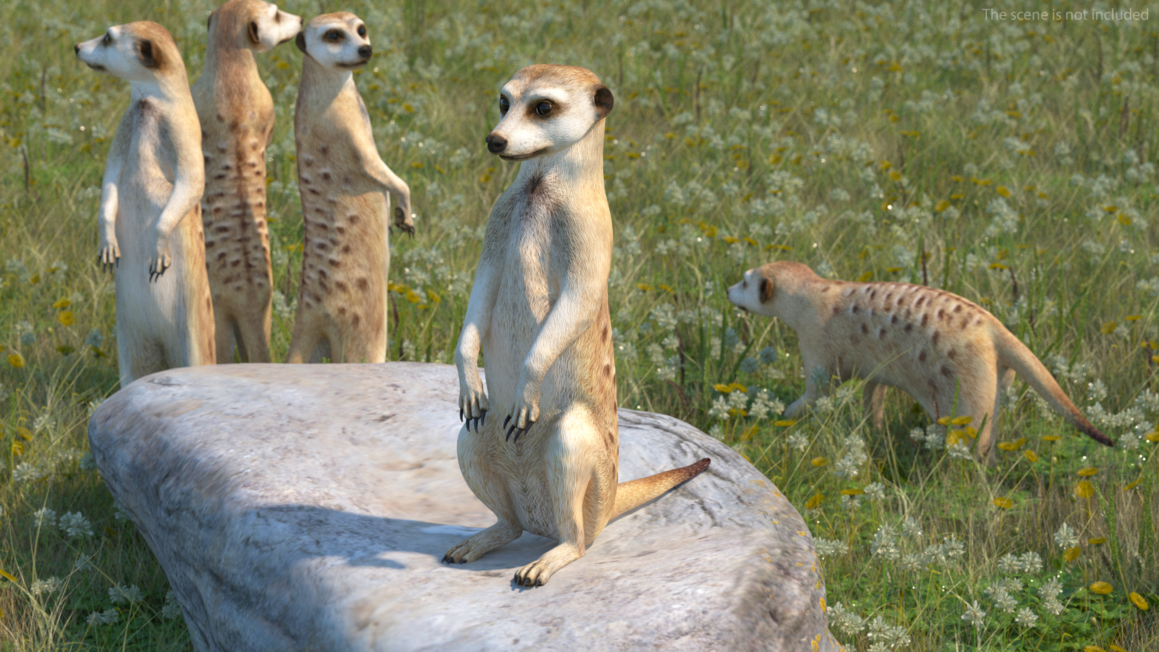 3D model Meerkat Sitting Pose