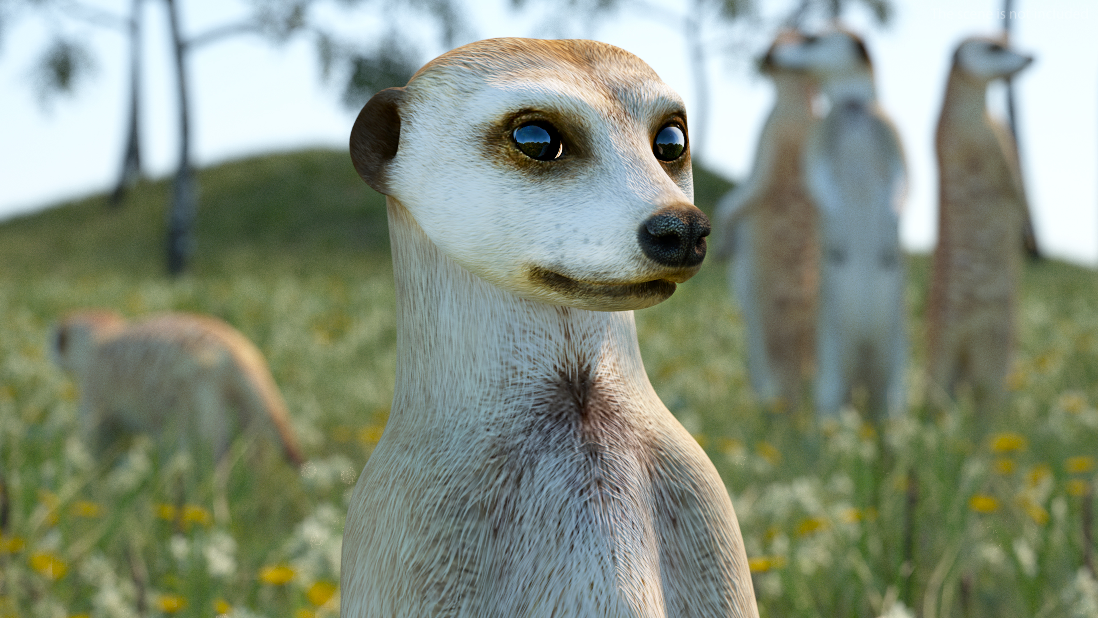 3D model Meerkat Sitting Pose