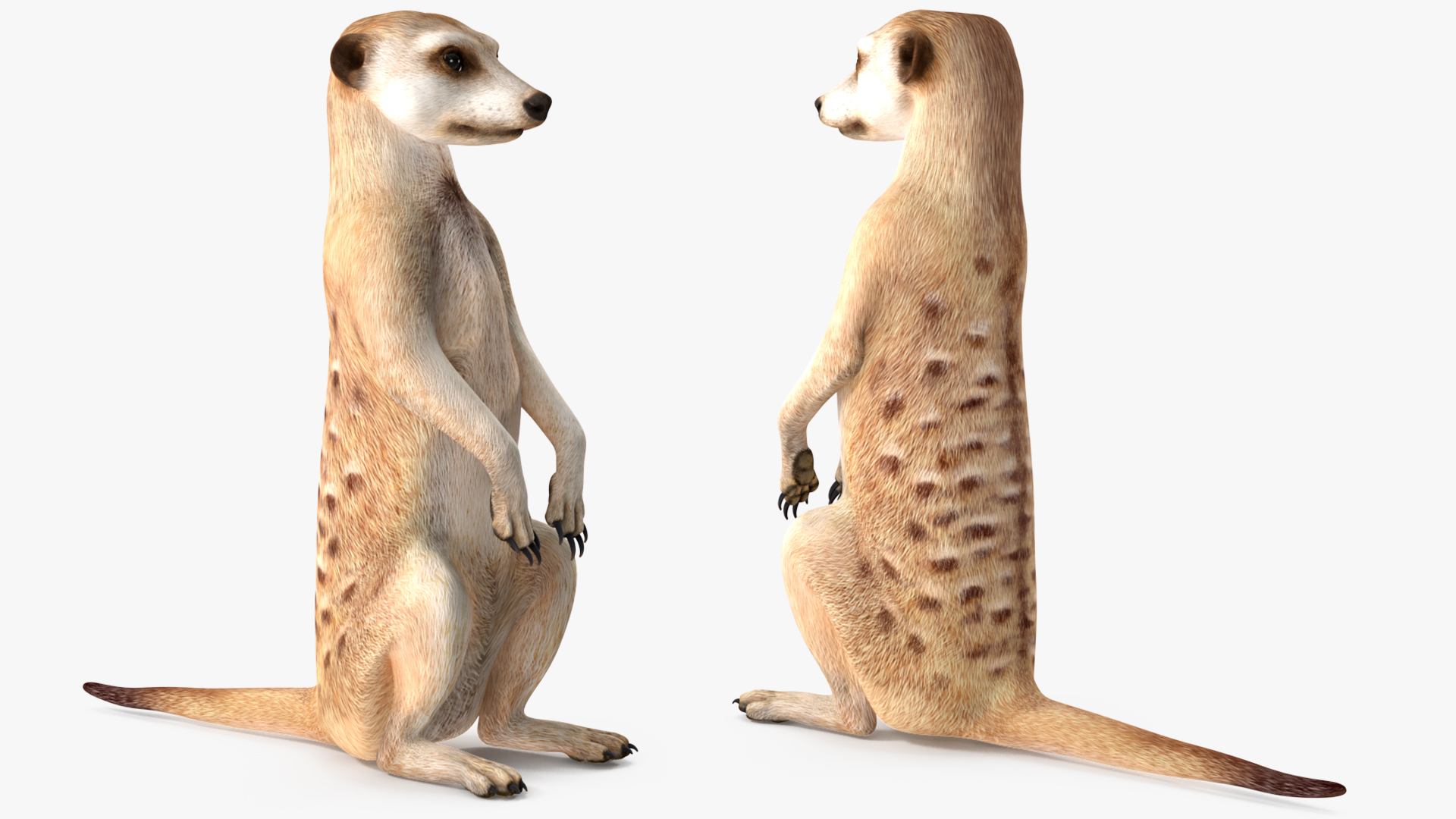 3D model Meerkat Sitting Pose