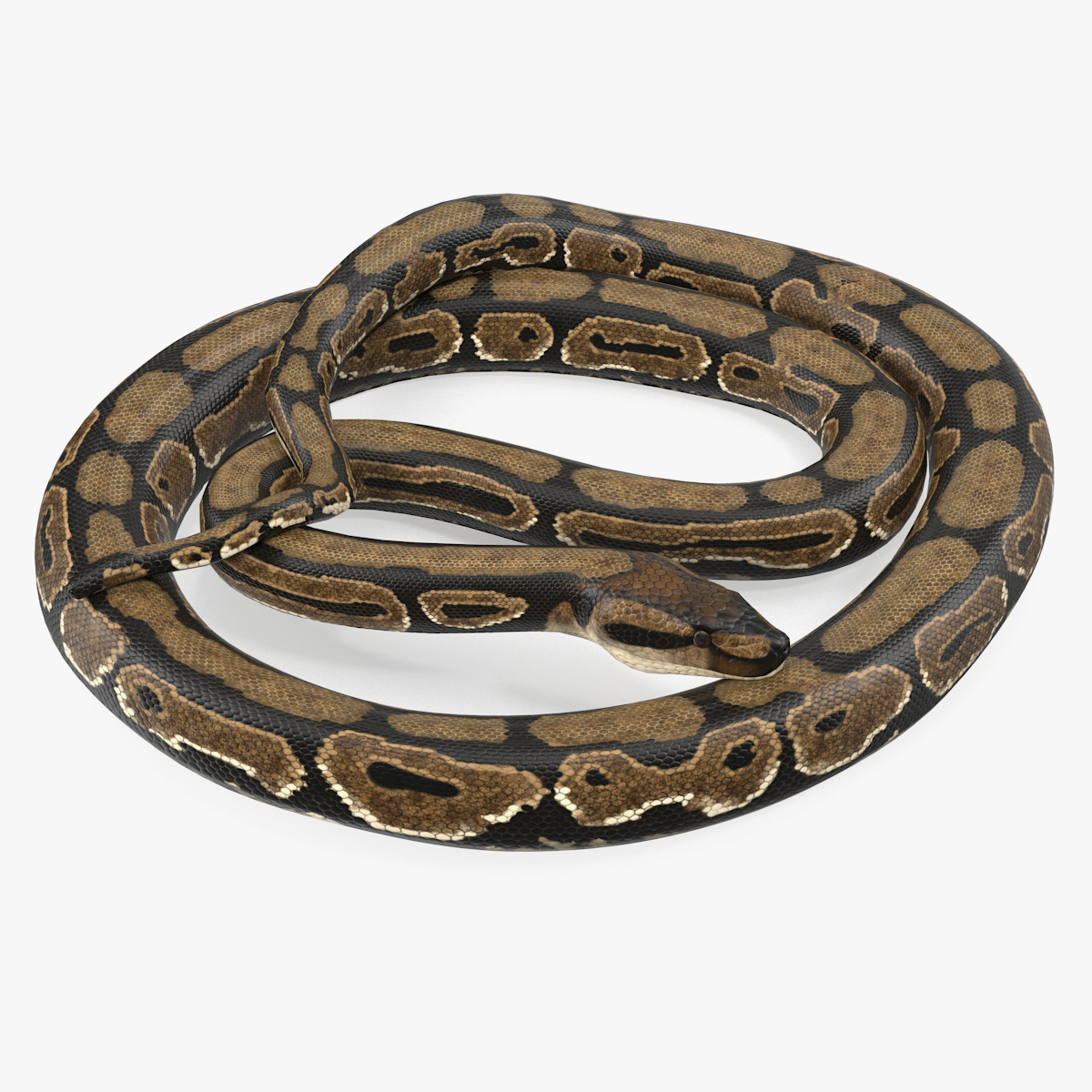 Python Snake Curled pose, view 4