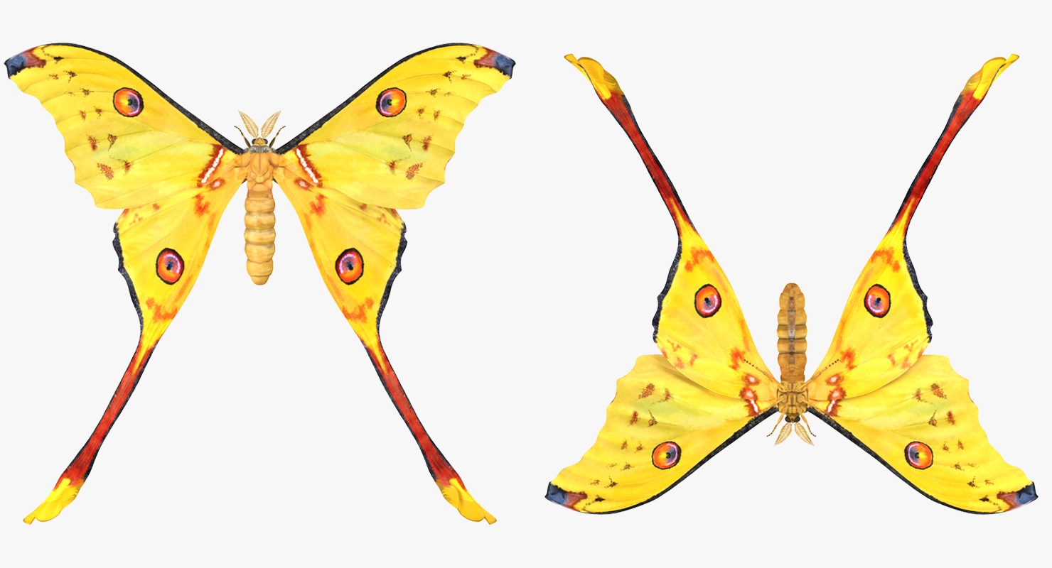 3D Argema Mittrei Rigged