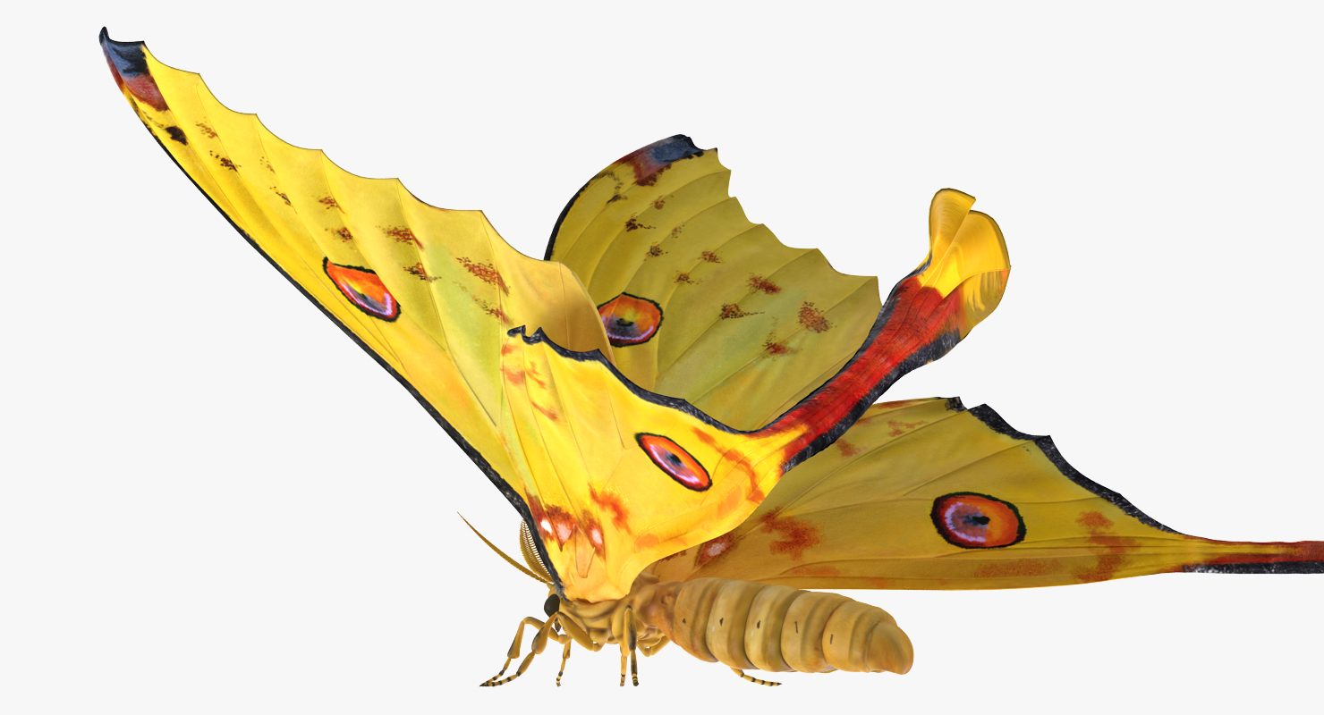 3D Argema Mittrei Rigged