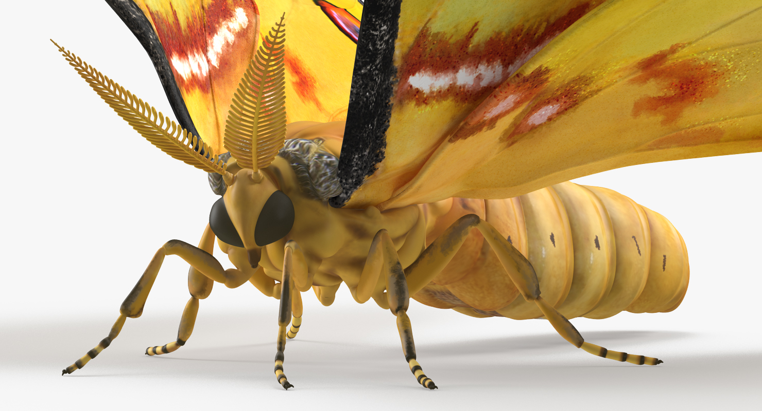 3D Argema Mittrei Rigged