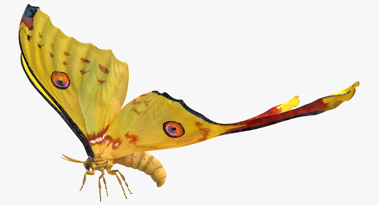 3D Argema Mittrei Rigged