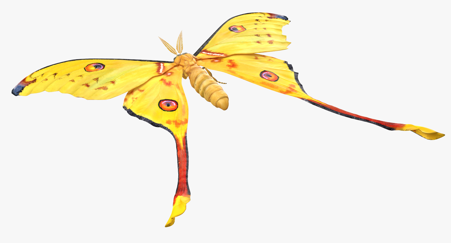 3D Argema Mittrei Rigged