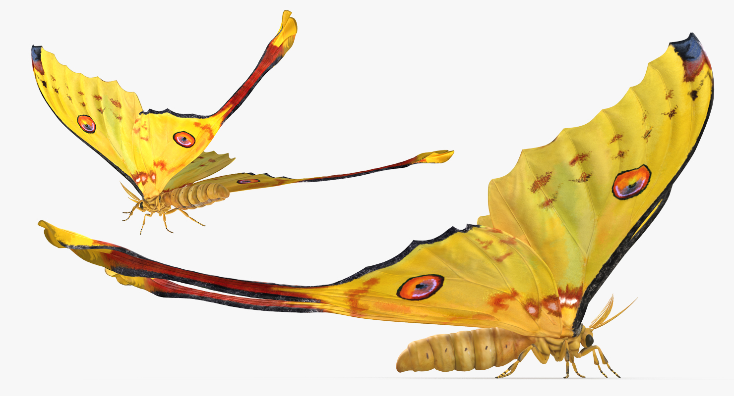 3D Argema Mittrei Rigged