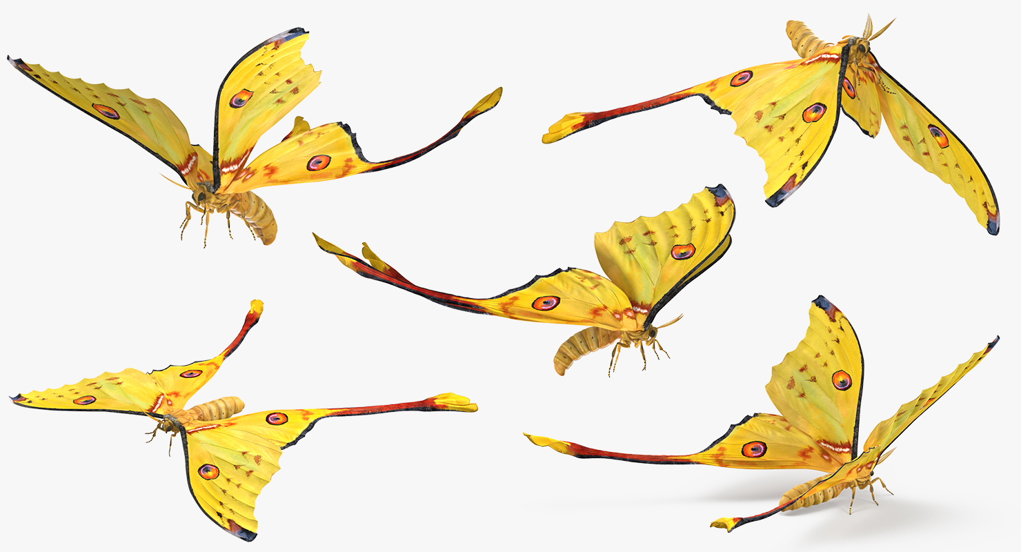 3D Argema Mittrei Rigged