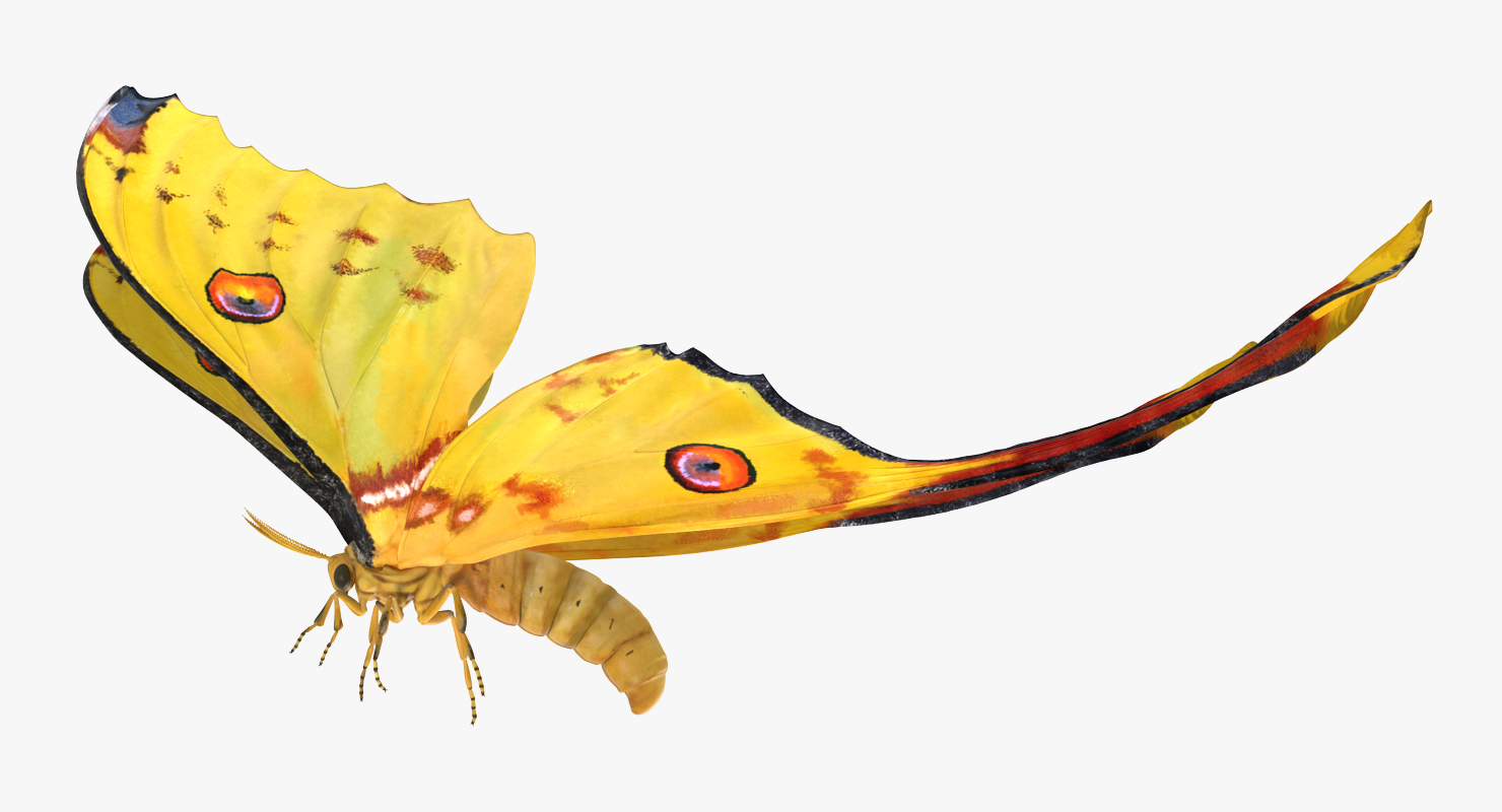 3D Argema Mittrei Rigged