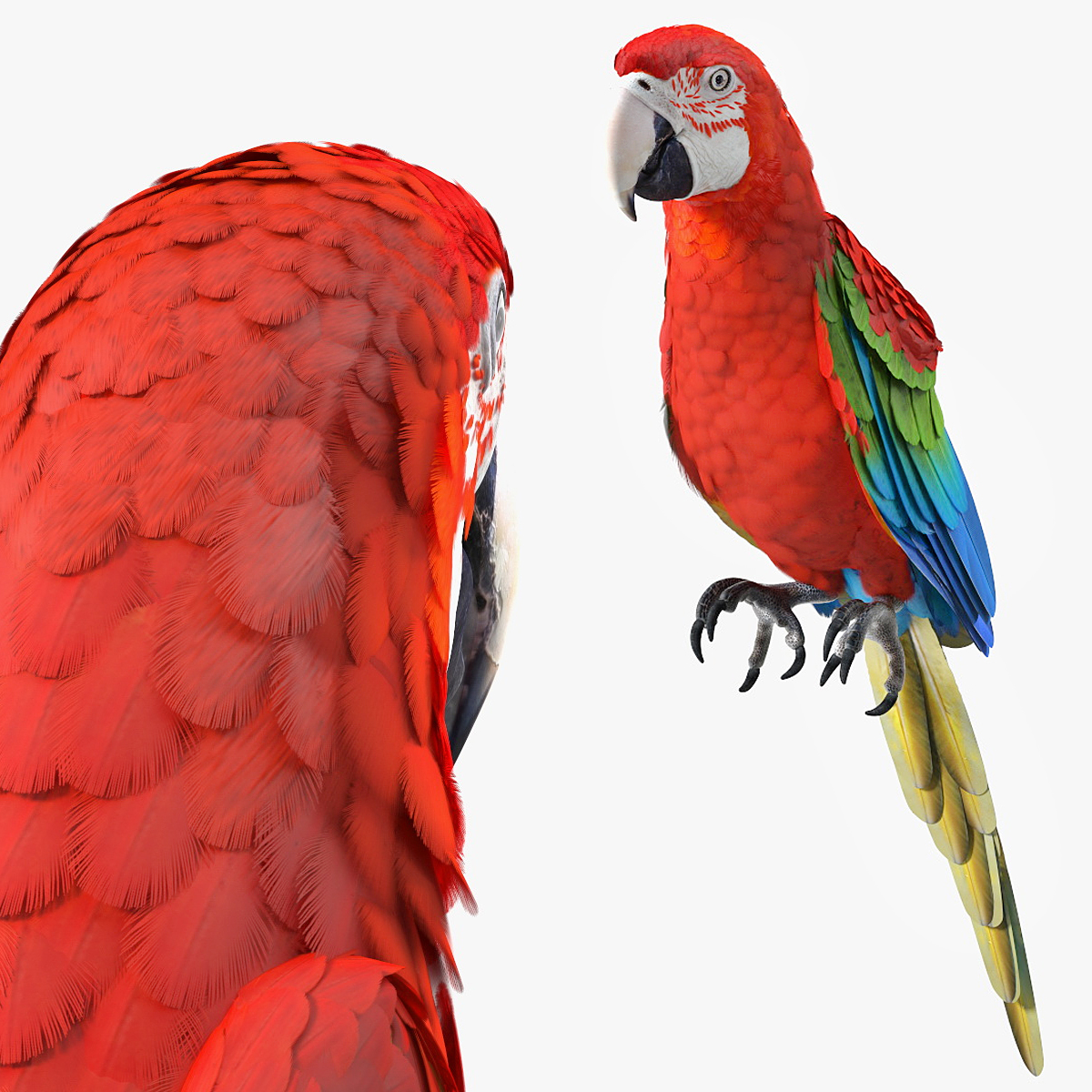 Red and Green Macaw Perched Pose