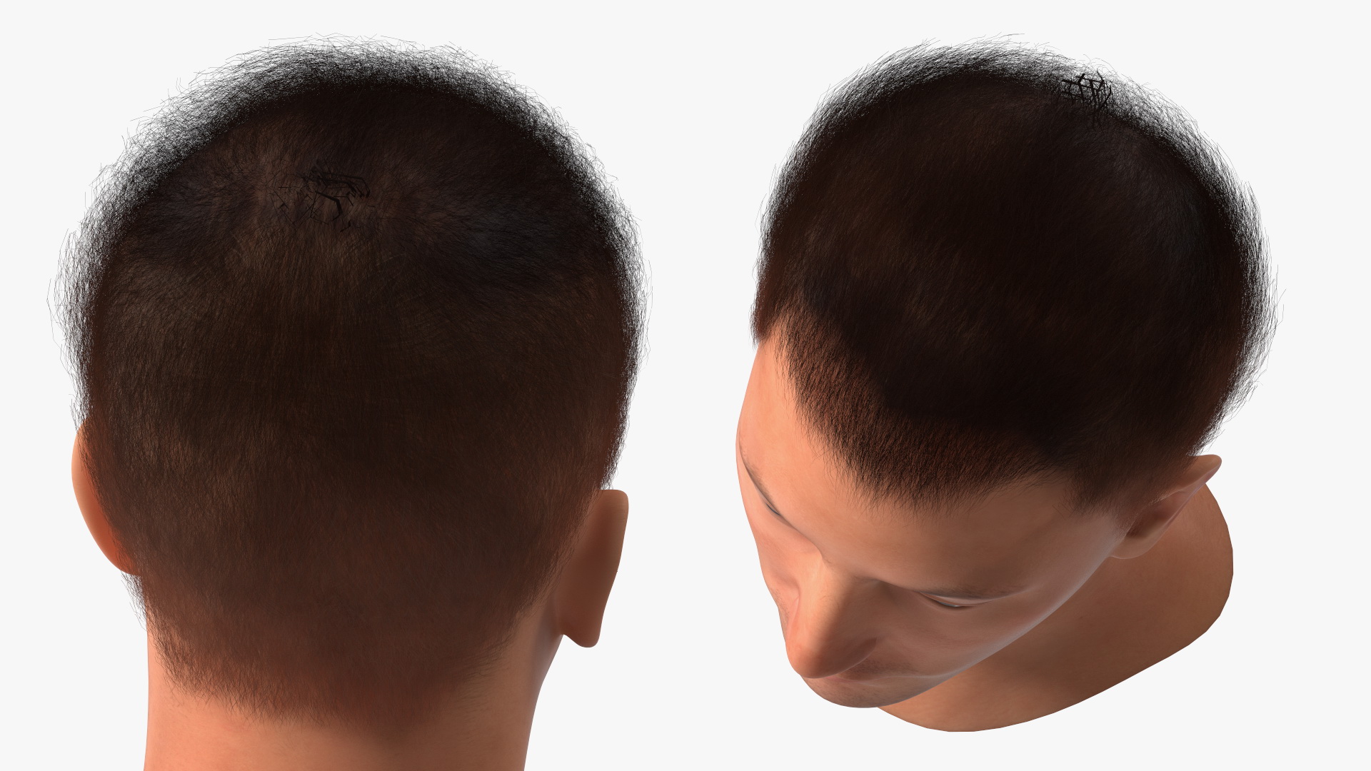 3D Male Head Caucasian Fur model
