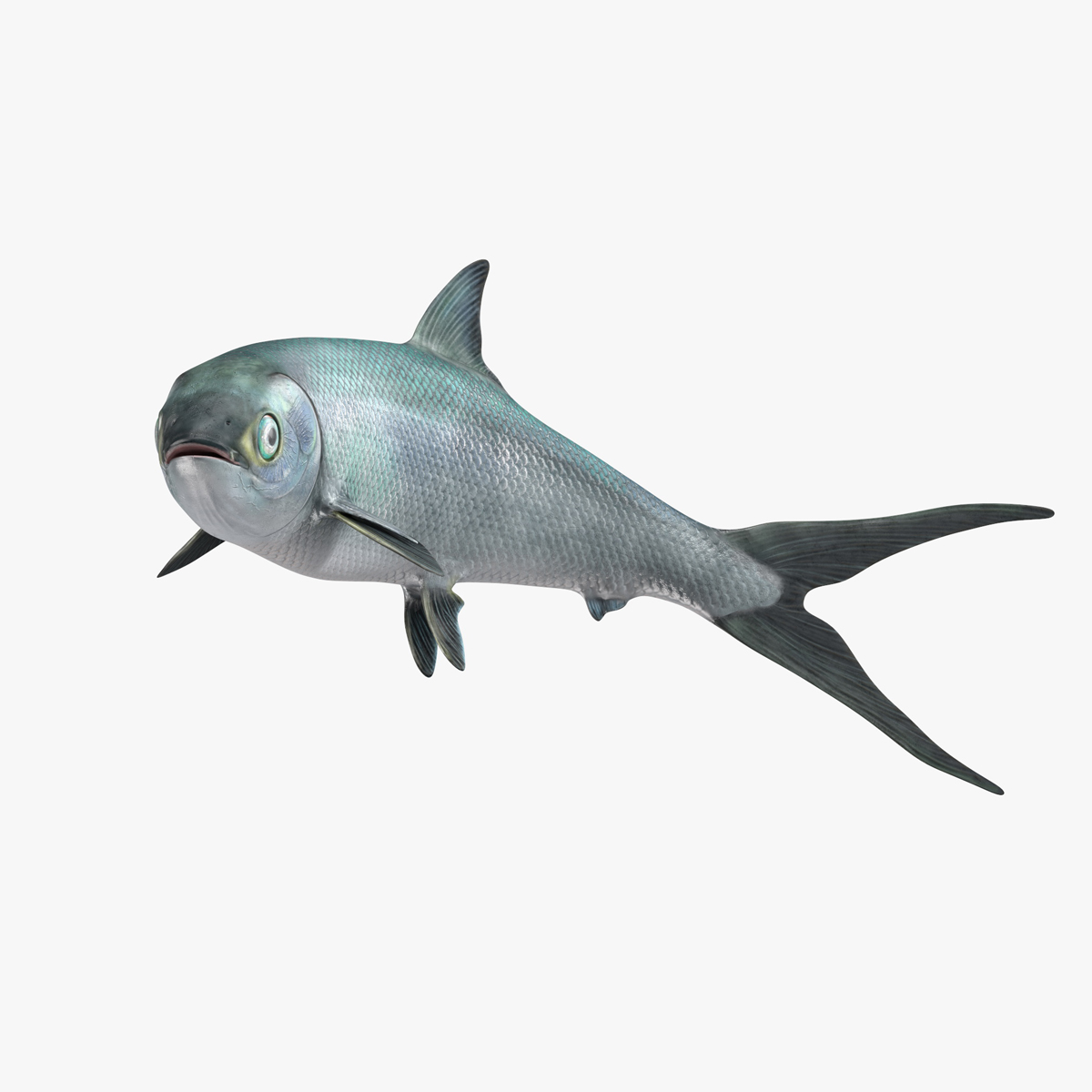 Chanos Chanos Rigged for Maya 3D model