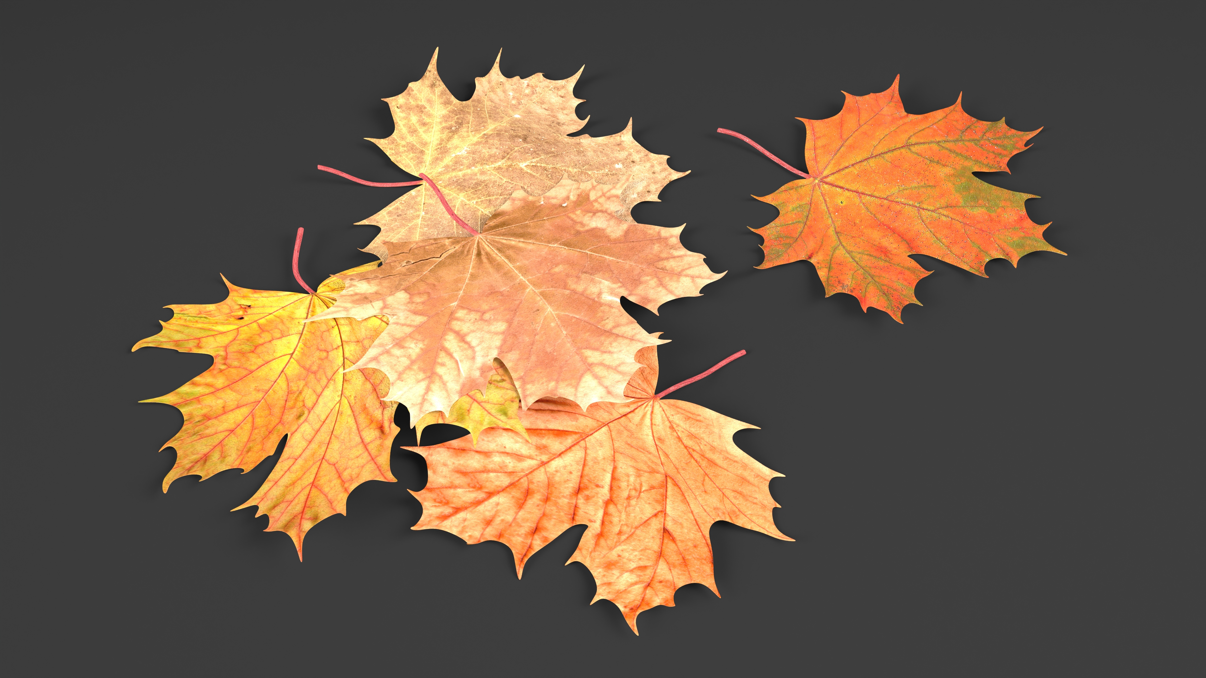 Maple Autumn Fall Leaves 3D model