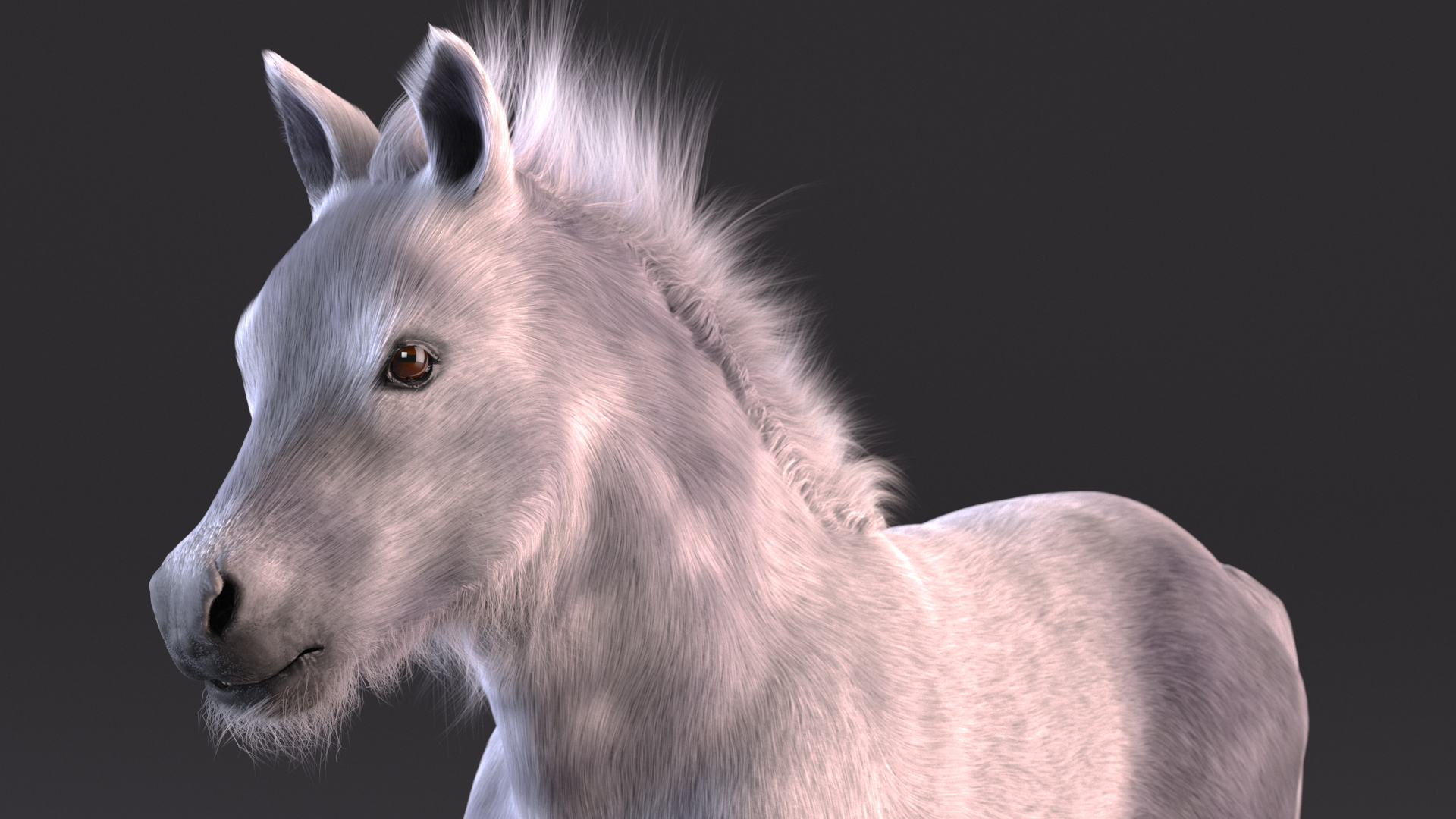 3D Shetland Pony White Fur model