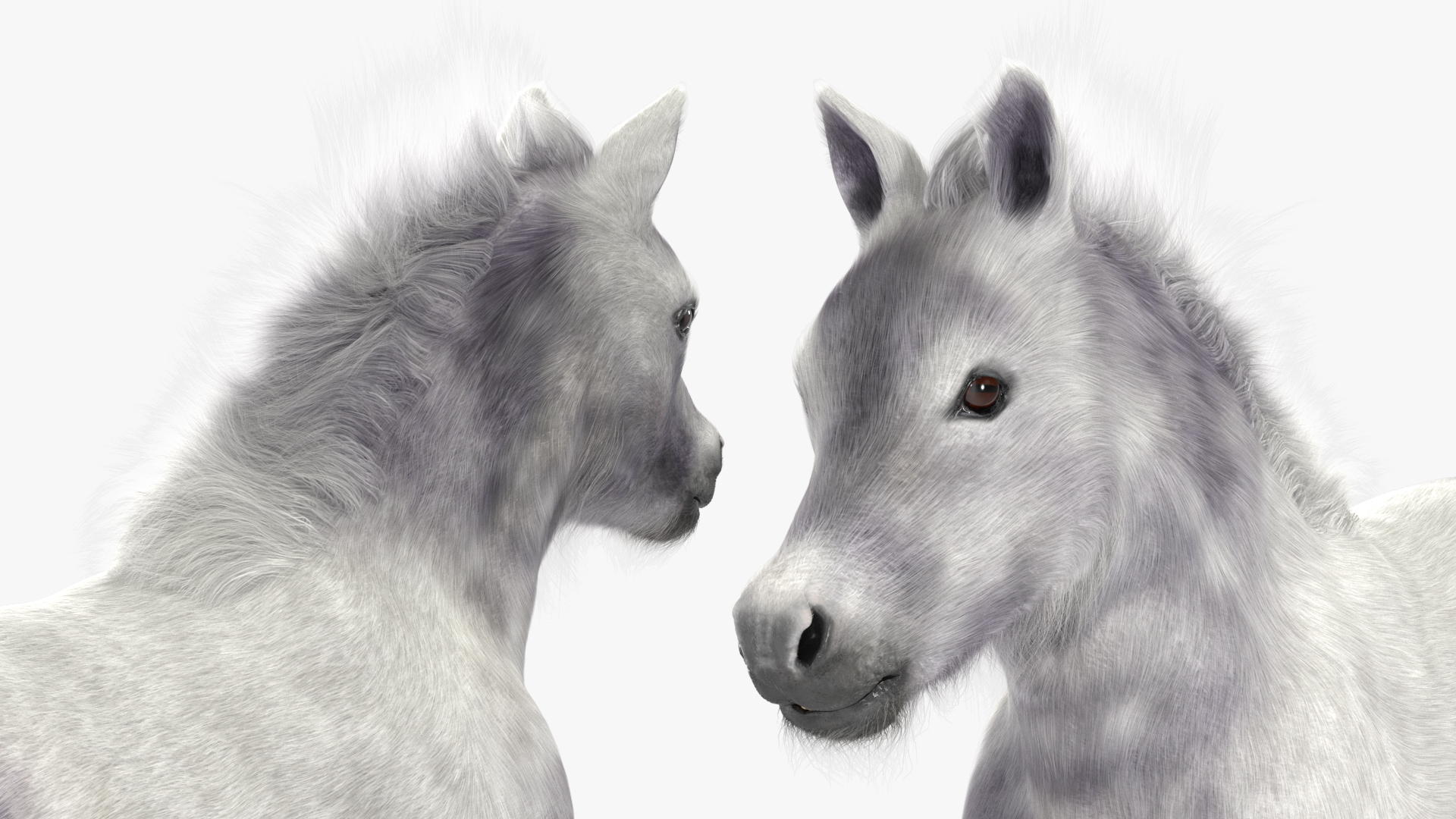 3D Shetland Pony White Fur model