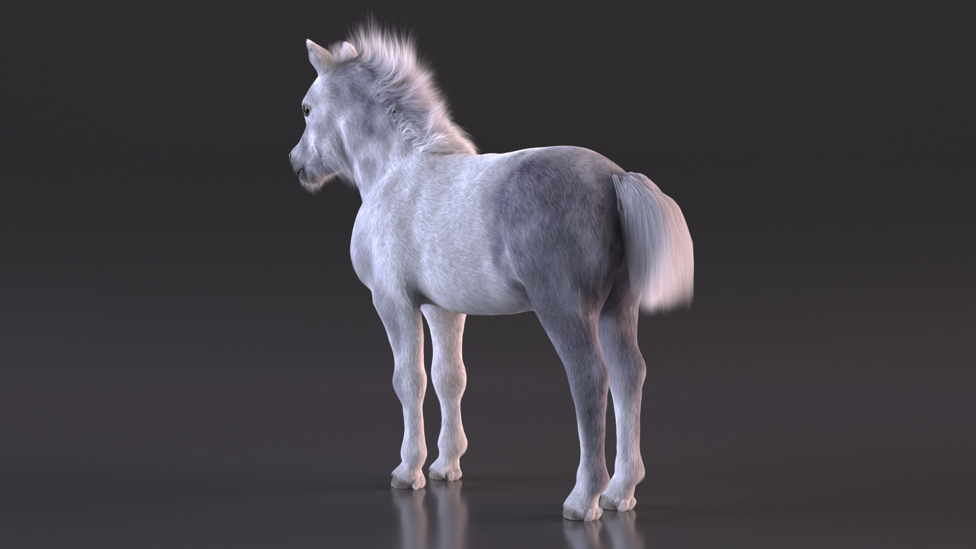 3D Shetland Pony White Fur model