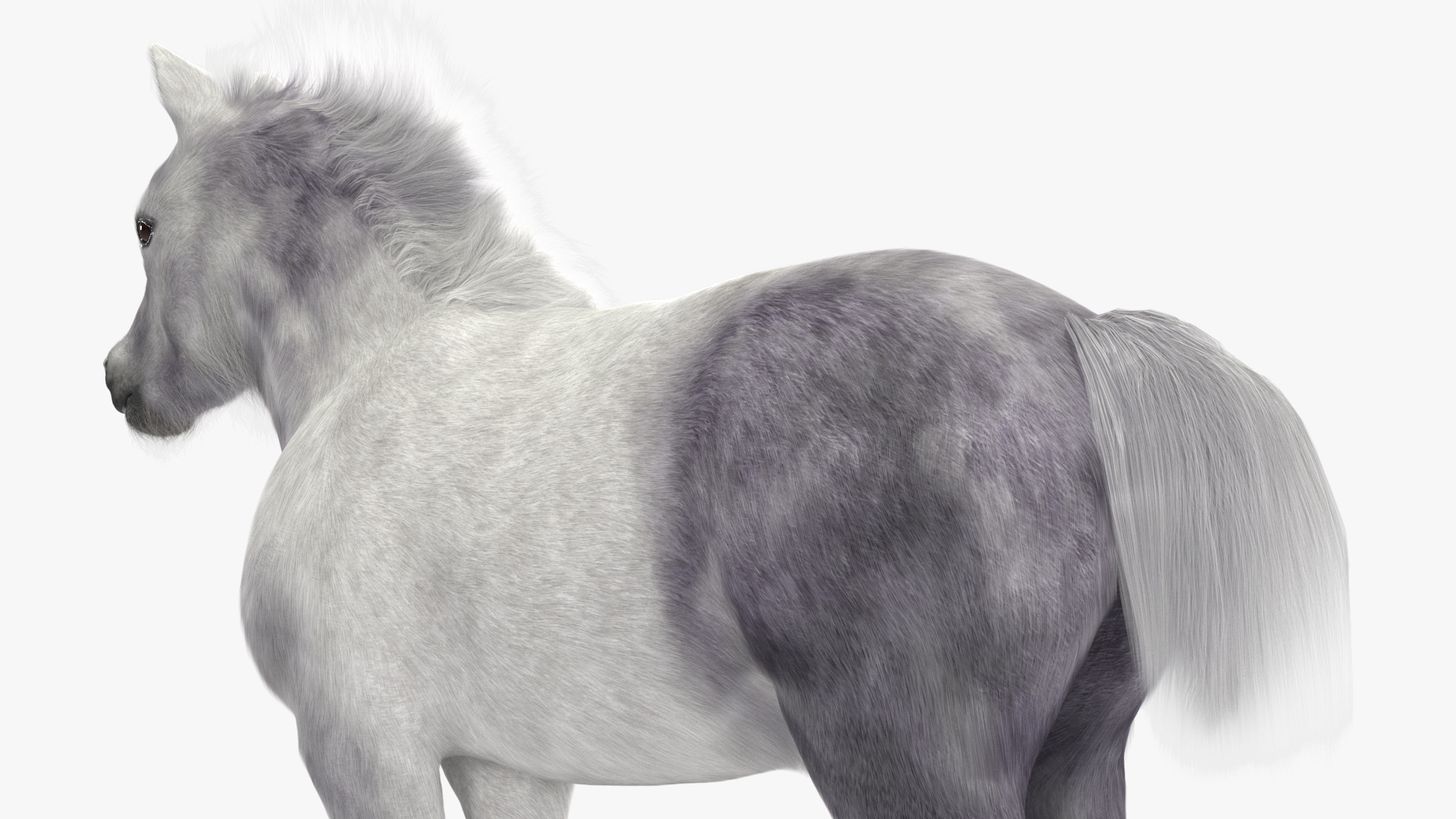 3D Shetland Pony White Fur model