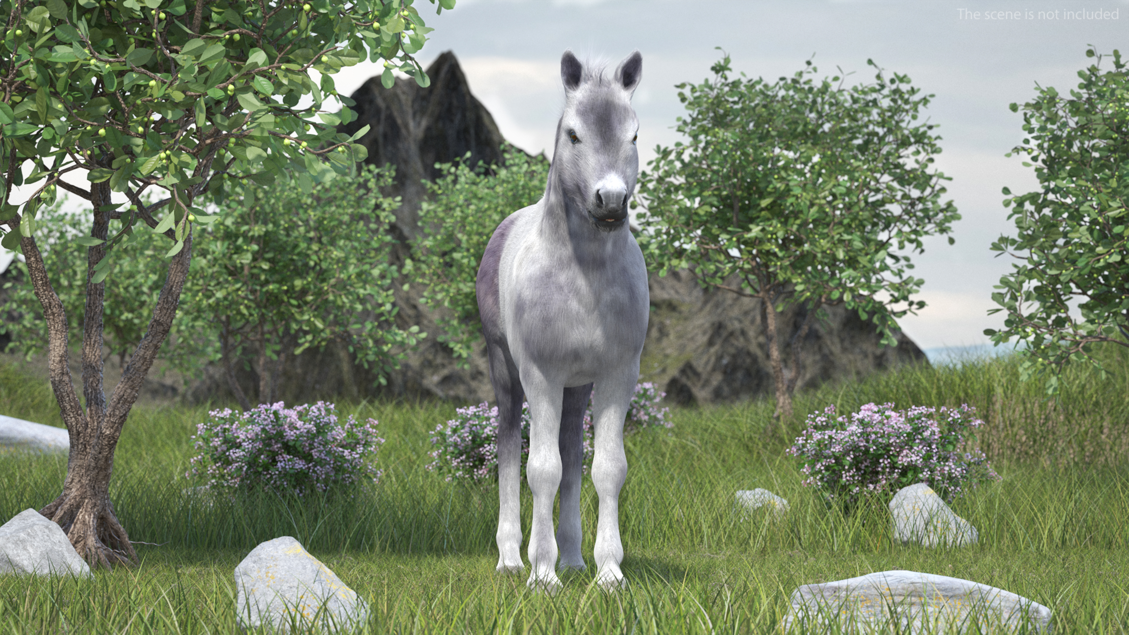 3D Shetland Pony White Fur model