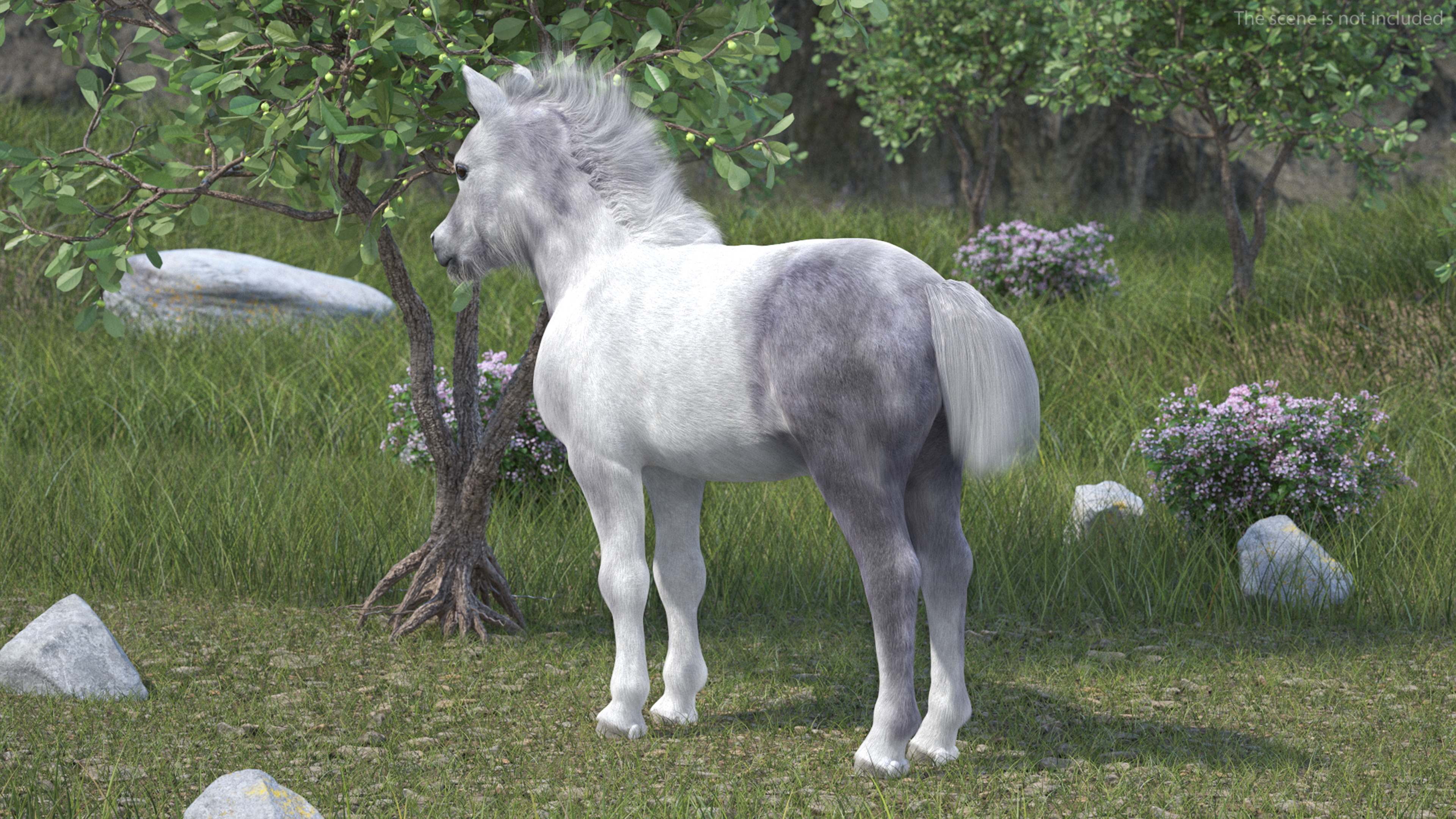 3D Shetland Pony White Fur model