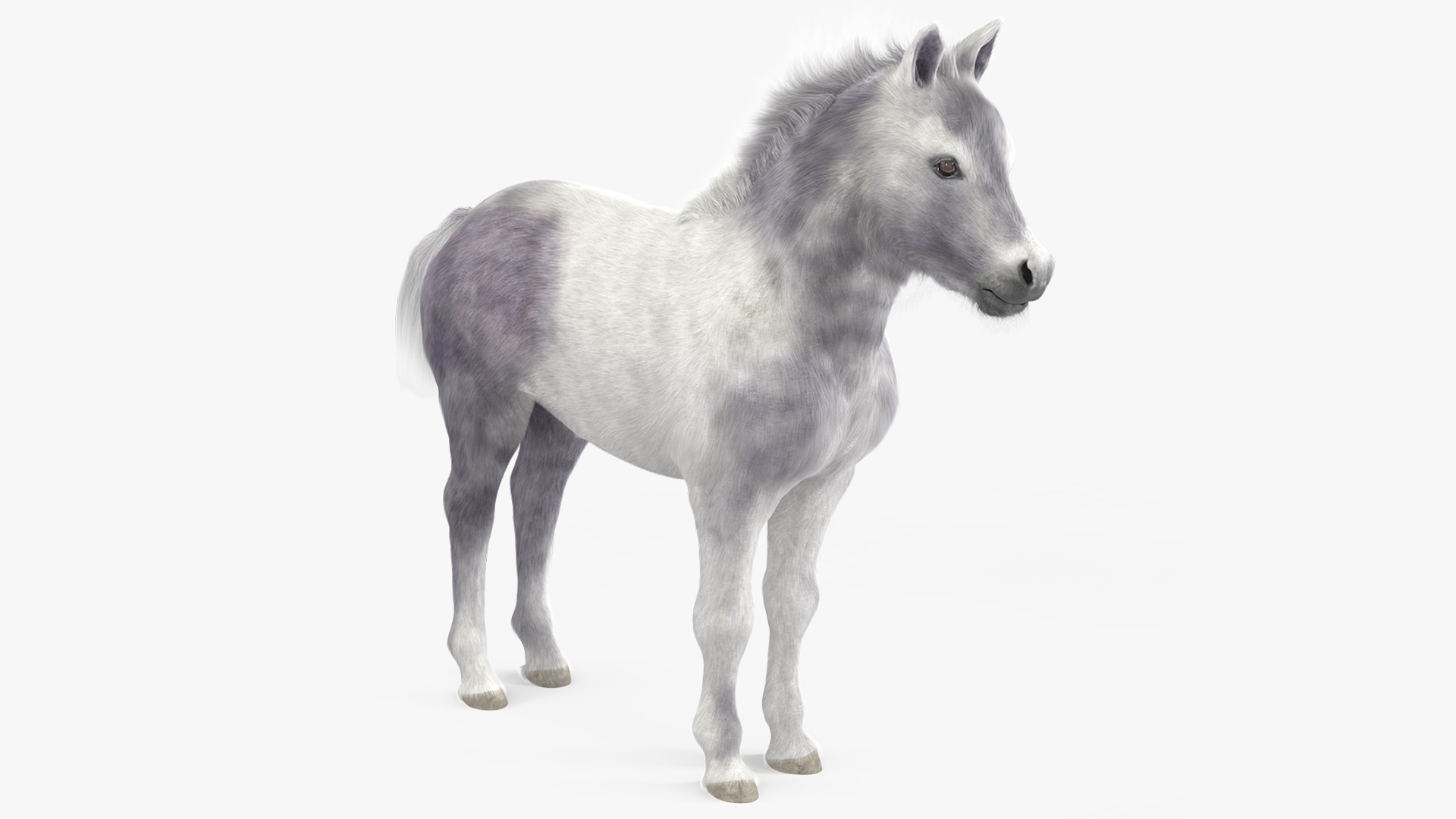 3D Shetland Pony White Fur model