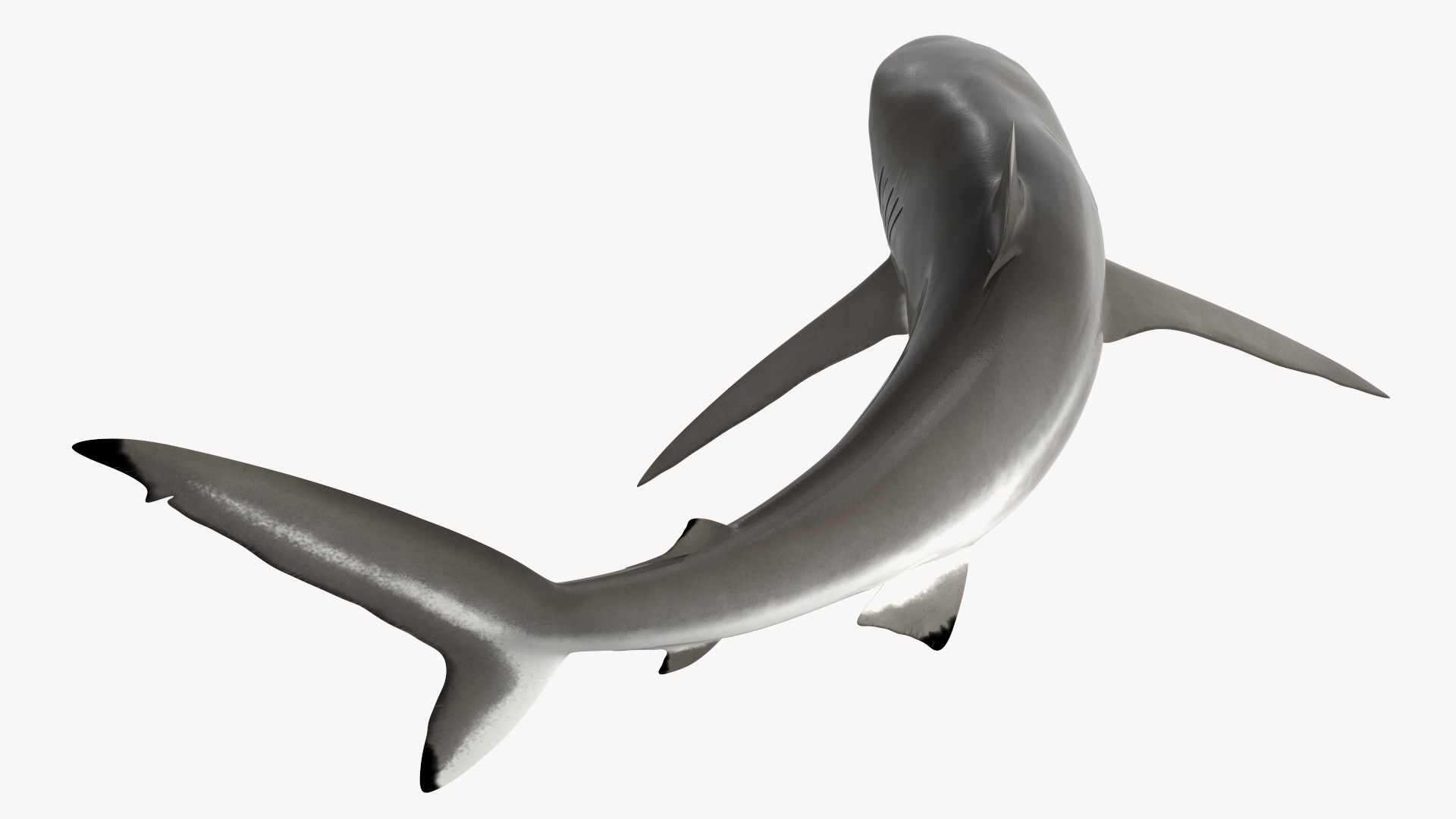 Silky Shark or Carcharhinus Falciformis 3D model