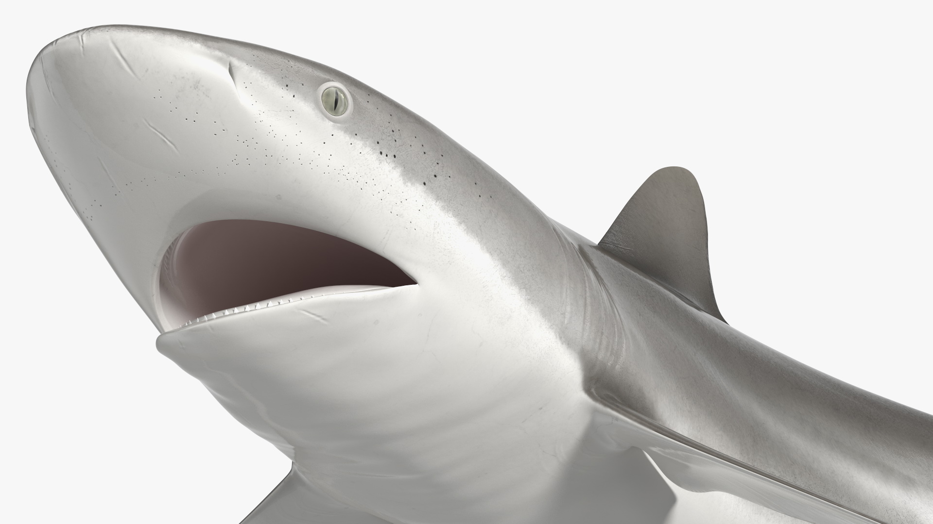 Silky Shark or Carcharhinus Falciformis 3D model