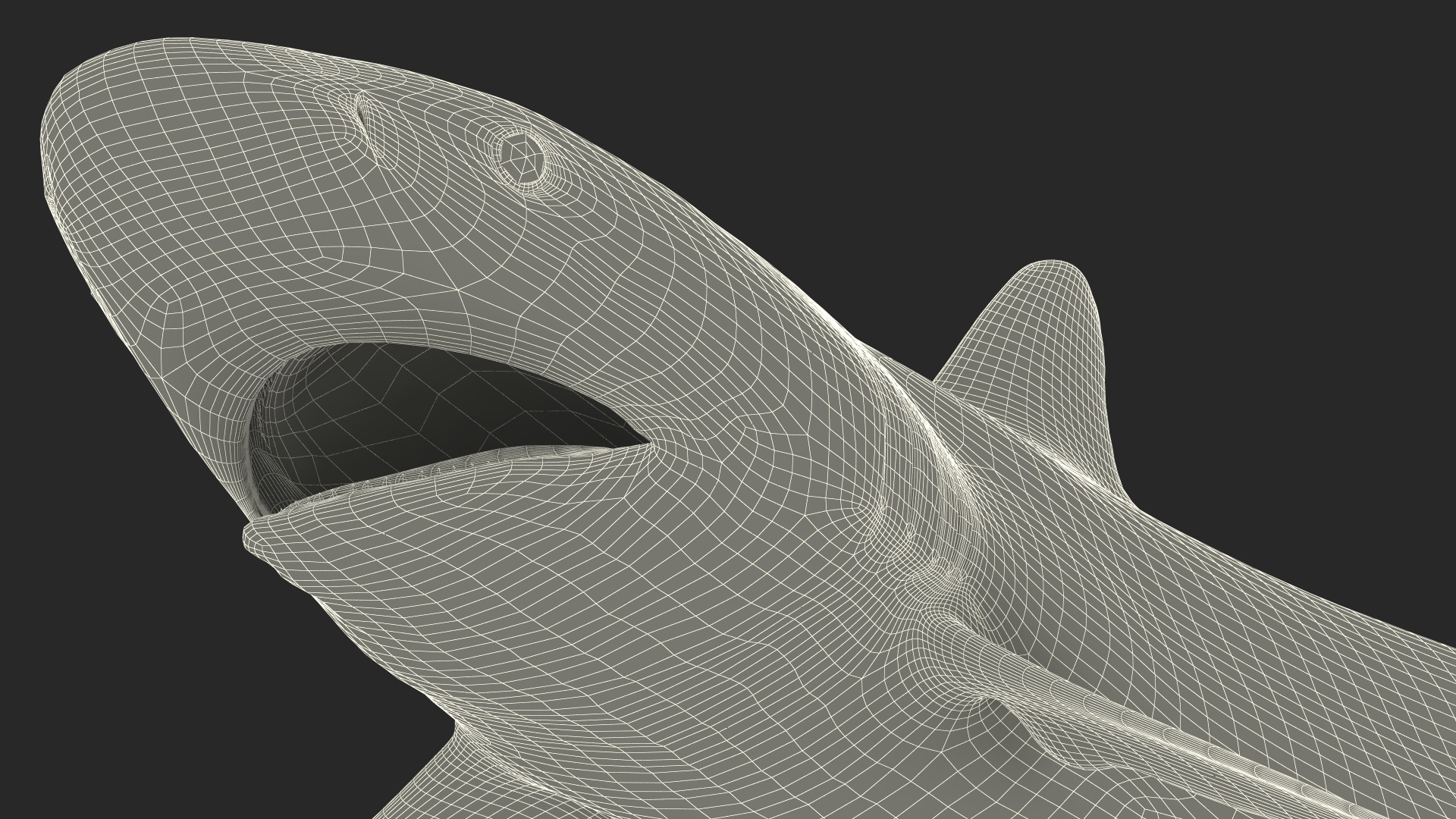 Silky Shark or Carcharhinus Falciformis 3D model