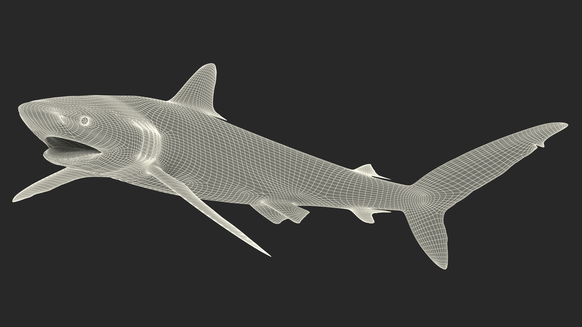 Silky Shark or Carcharhinus Falciformis 3D model