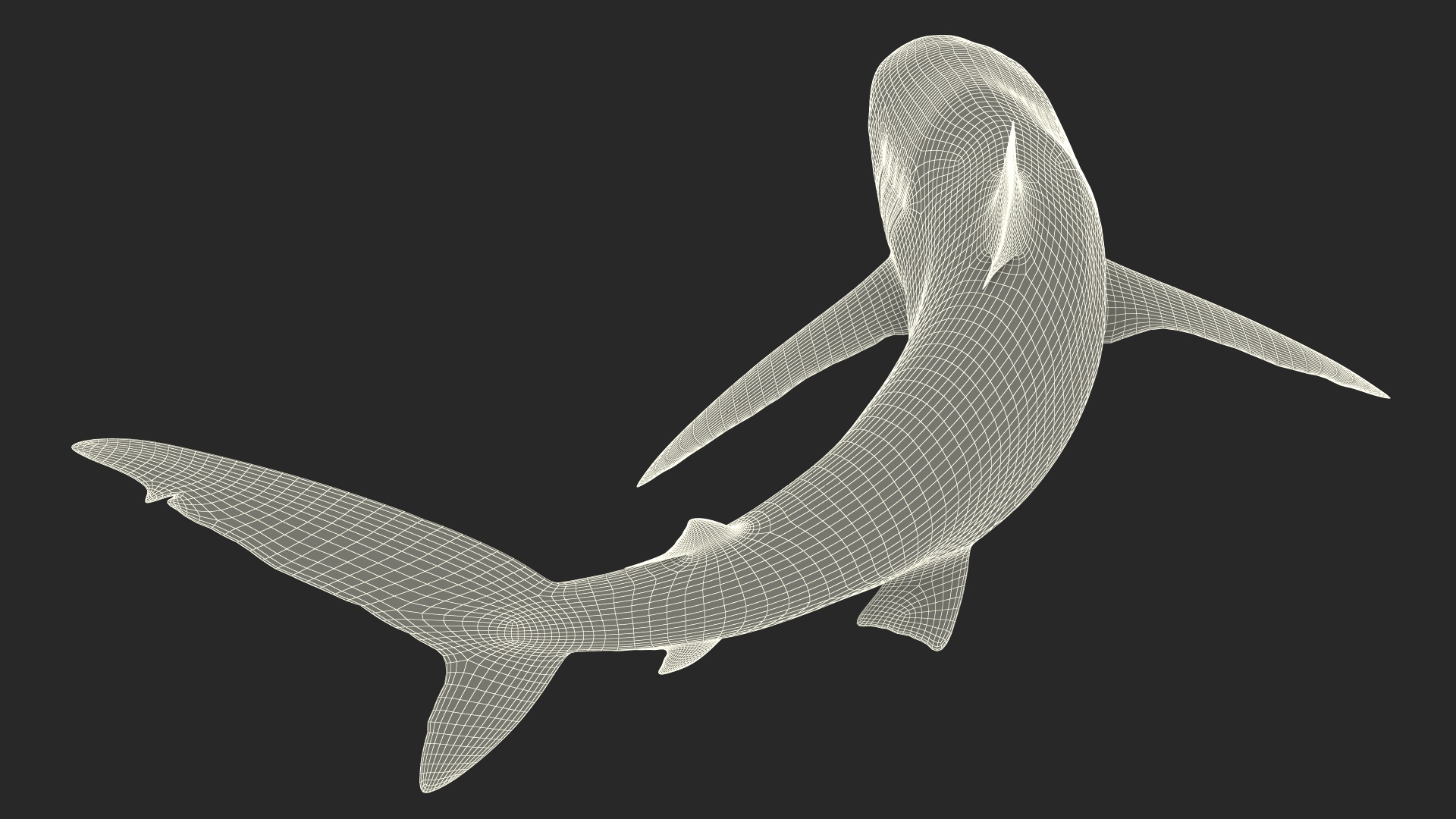 Silky Shark or Carcharhinus Falciformis 3D model