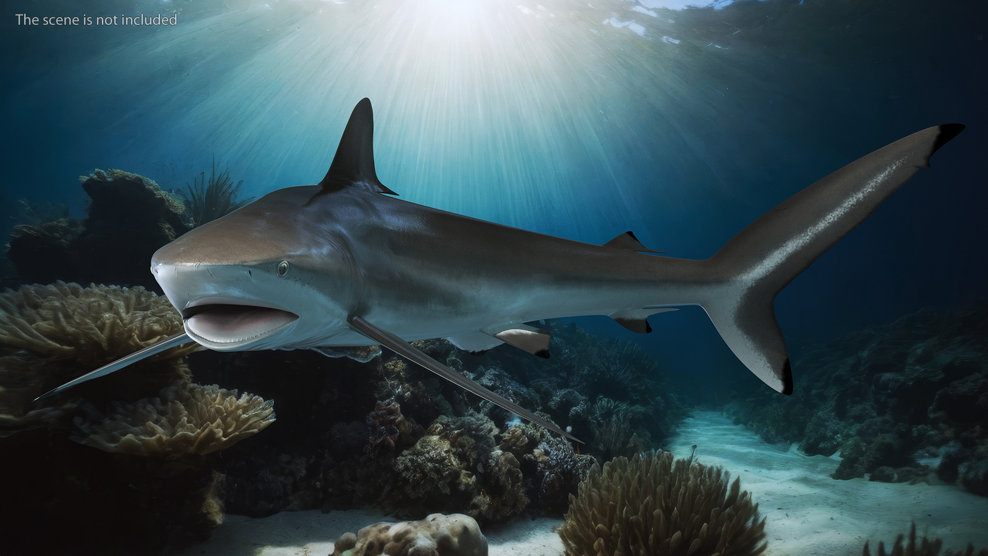 Silky Shark or Carcharhinus Falciformis 3D model