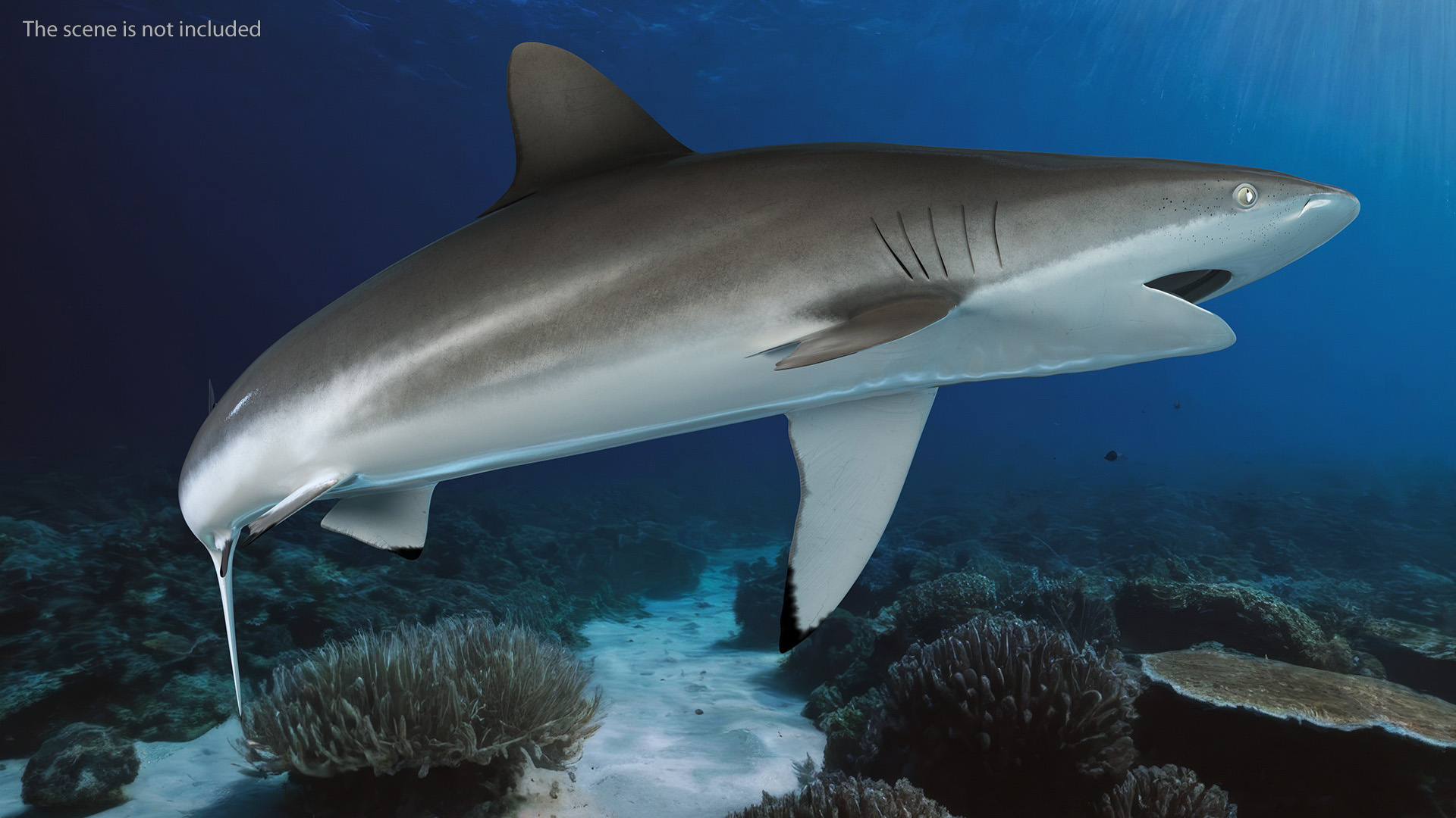 Silky Shark or Carcharhinus Falciformis 3D model