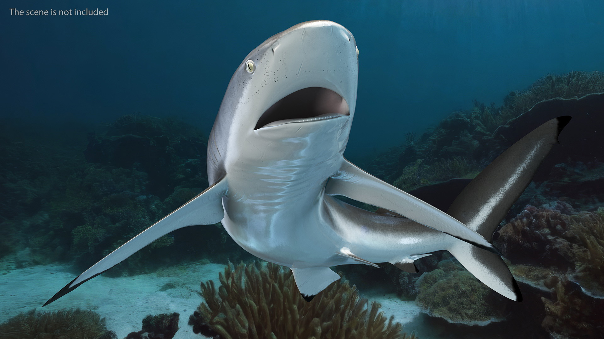 Silky Shark or Carcharhinus Falciformis 3D model