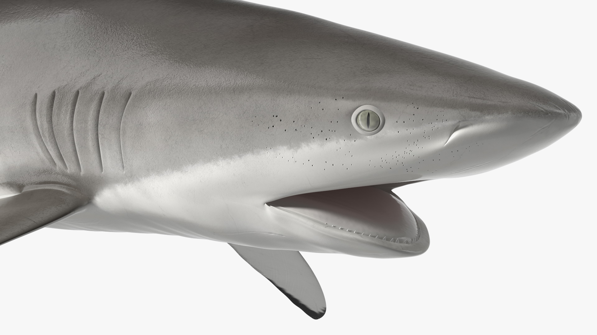 Silky Shark or Carcharhinus Falciformis 3D model